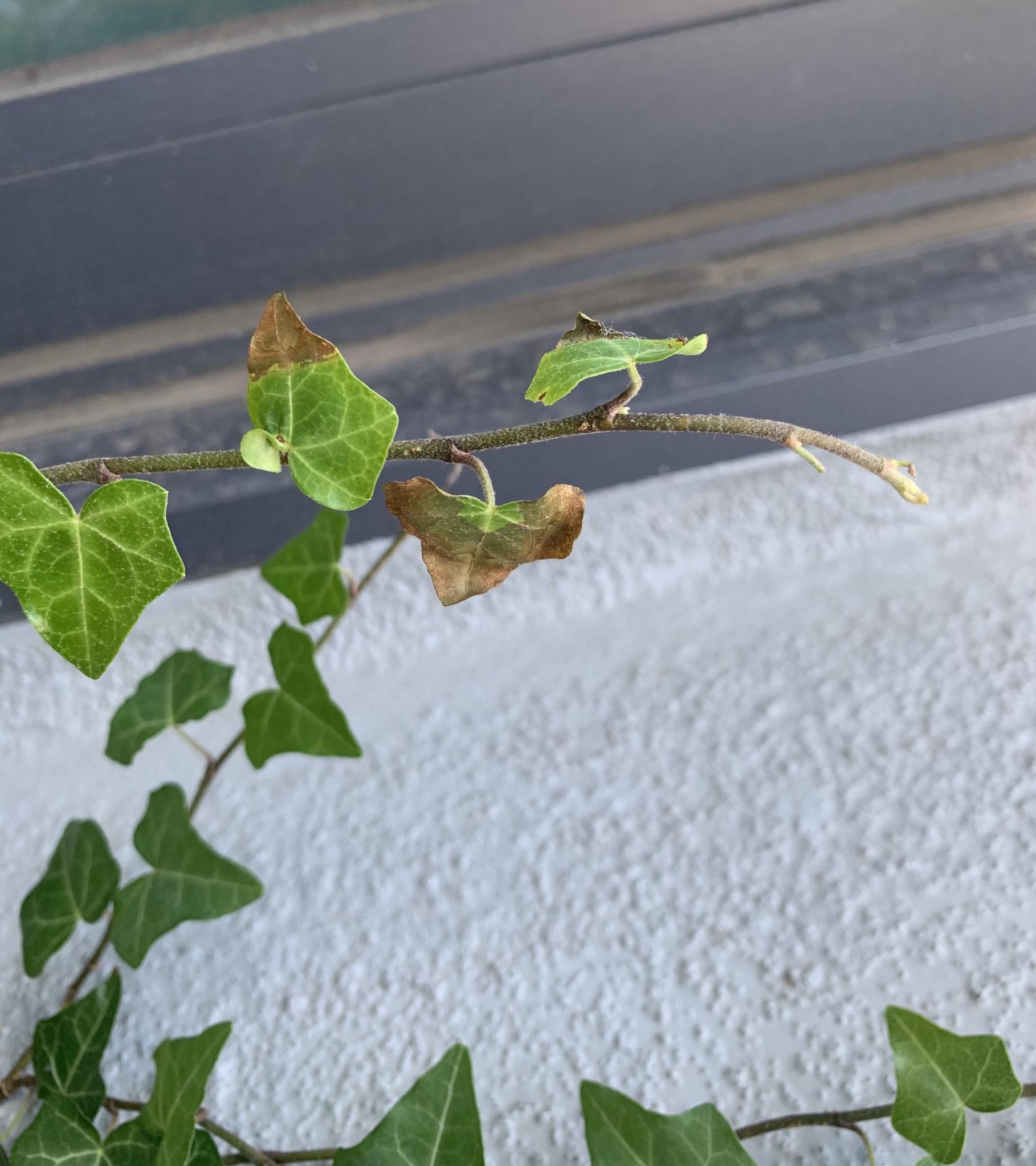 ivy leaves turning brown is it spider mites? r/plantclinic