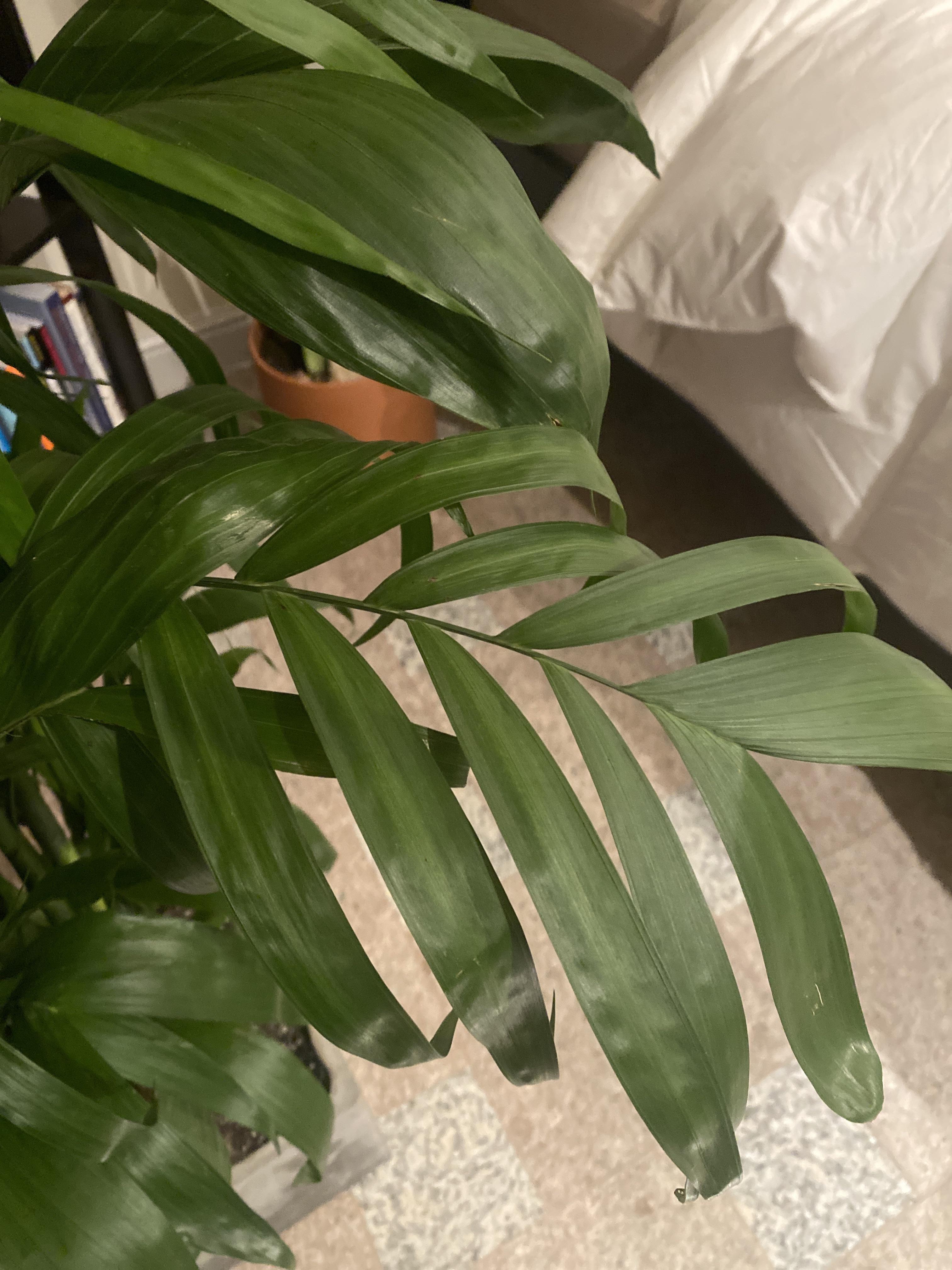 Are my bamboo palm’s leaves supposed to be dimpled and droopy? Can’t