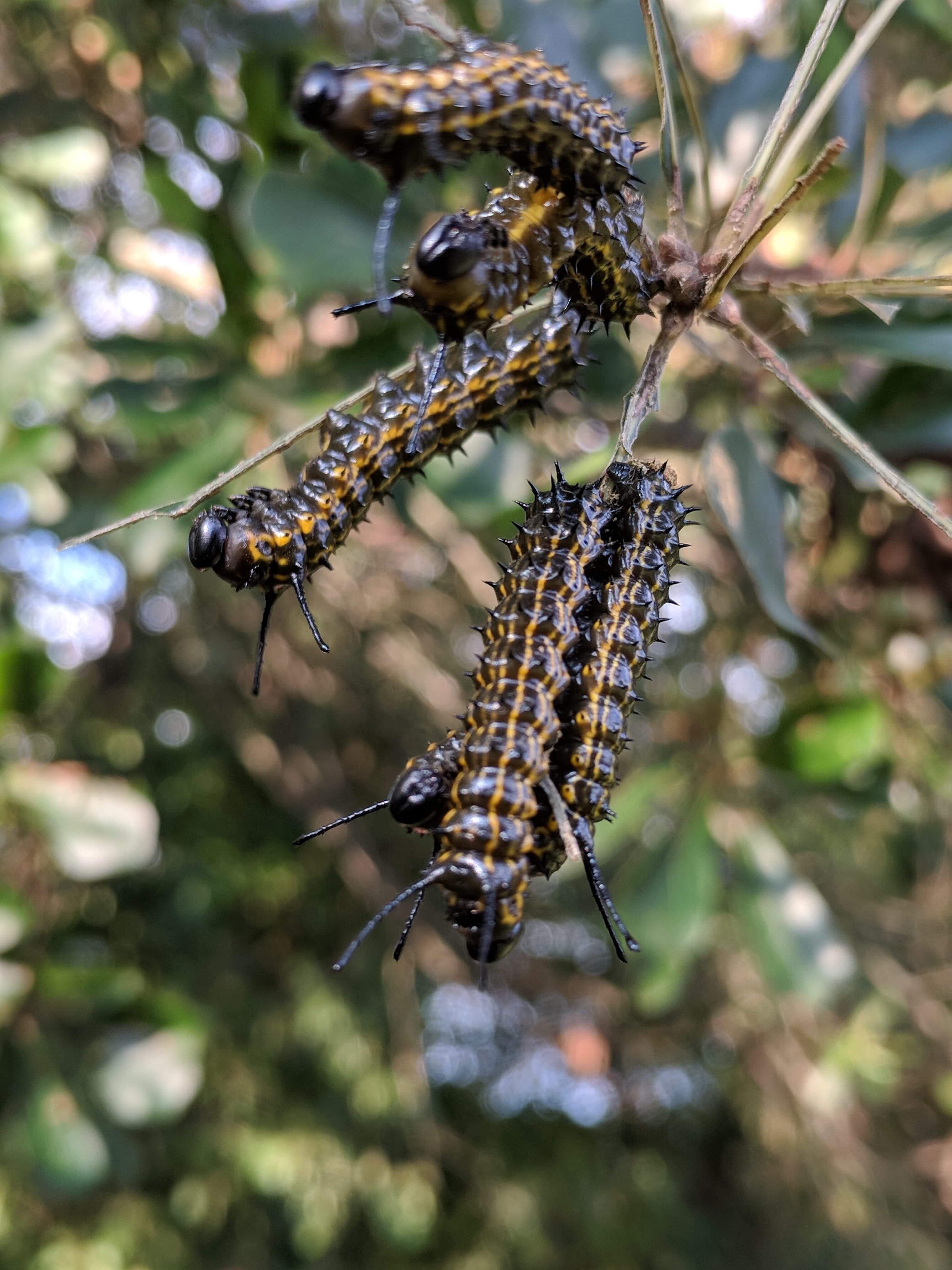 North USA. What are these caterpillars? They’re all over my