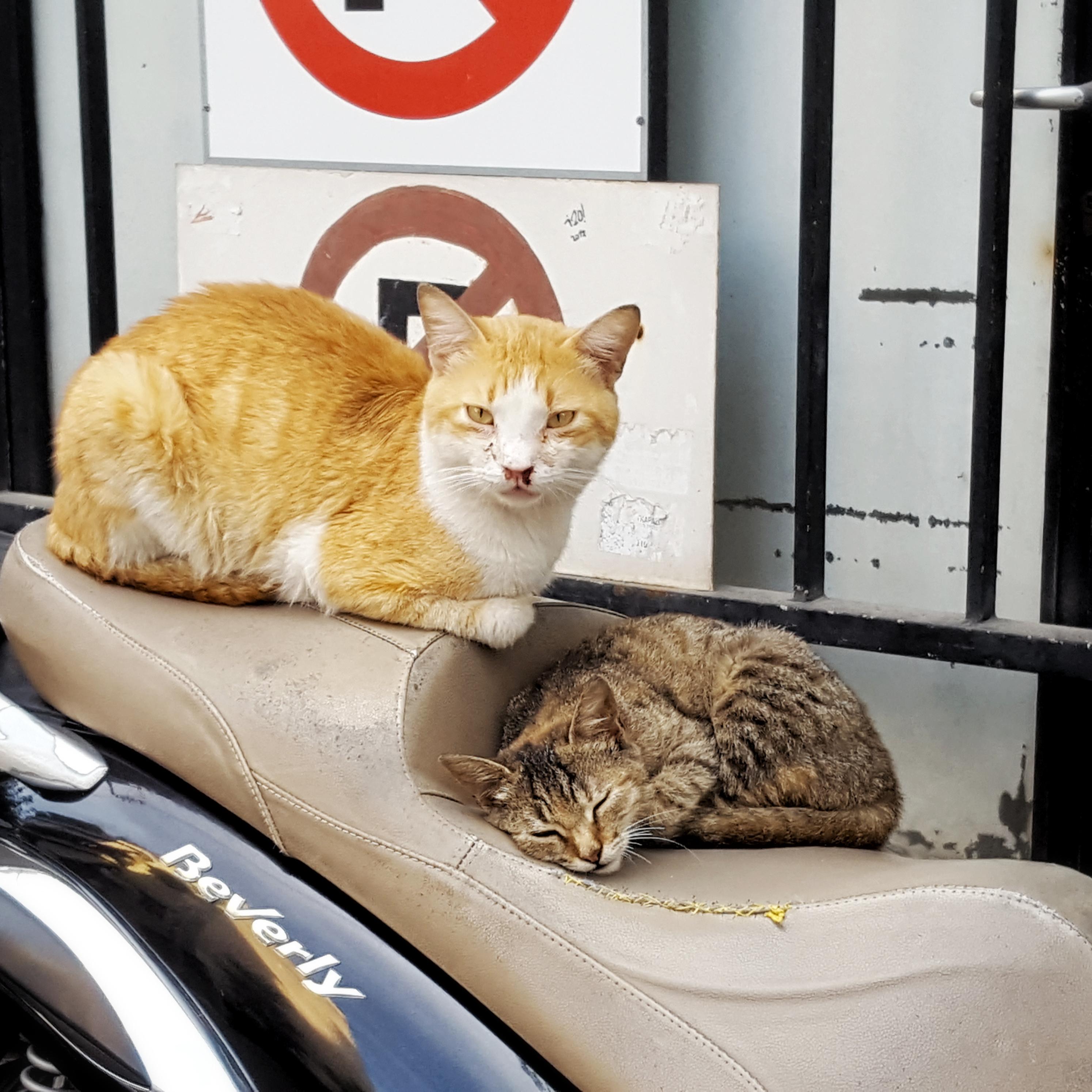 2 Cats Sleeping on a Bike r/cats