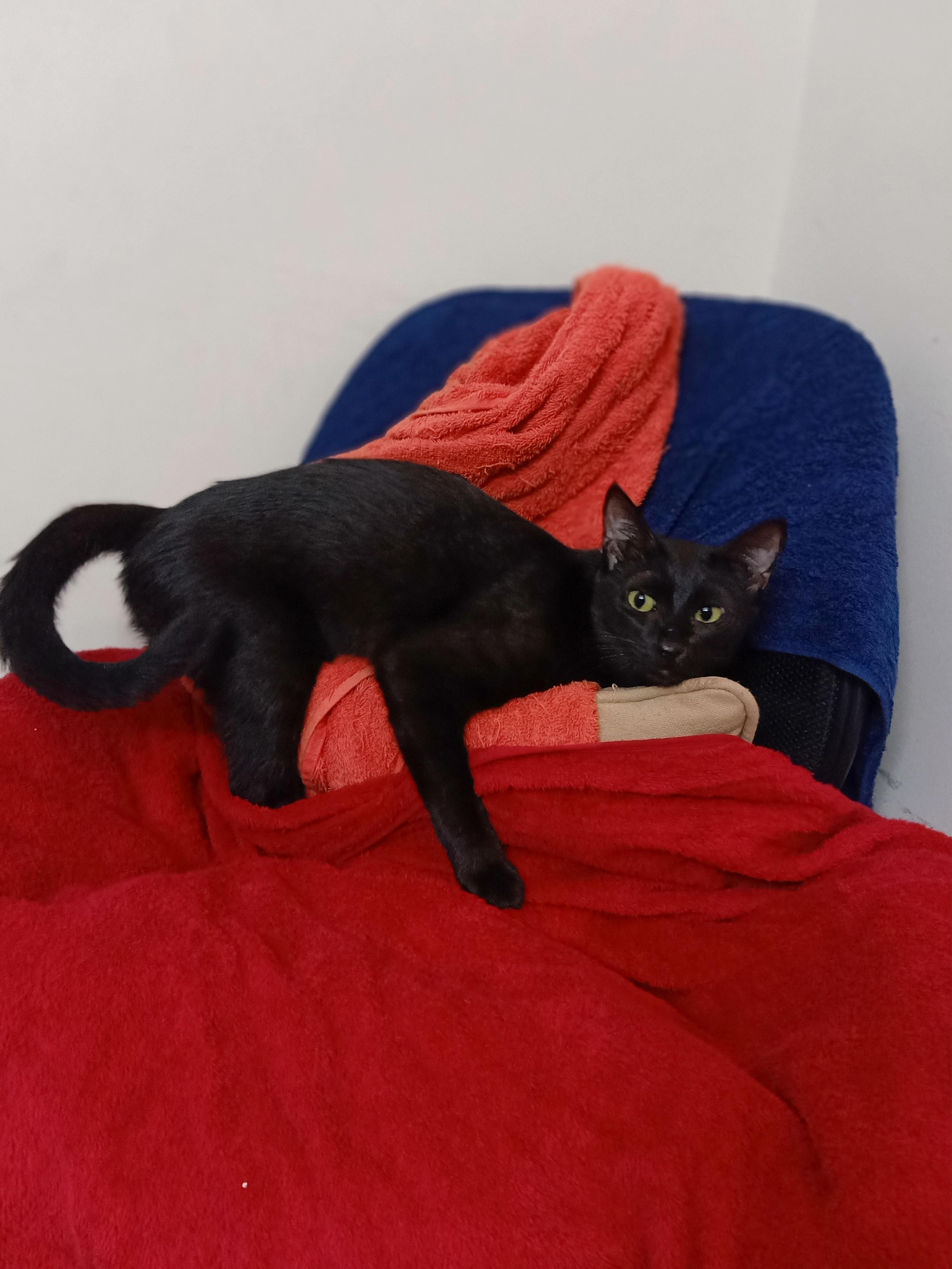 My cat escaped from my bathroom last night. I had rescued her a few