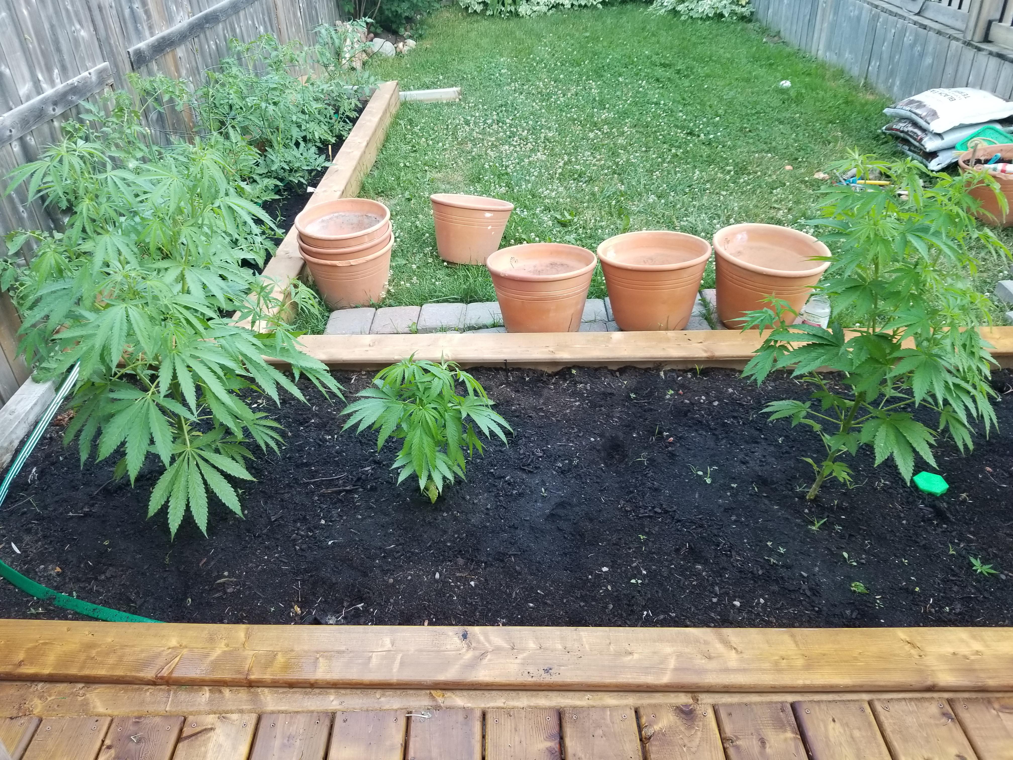 Experiment update never plant in jiffy pots!! These plants are all the