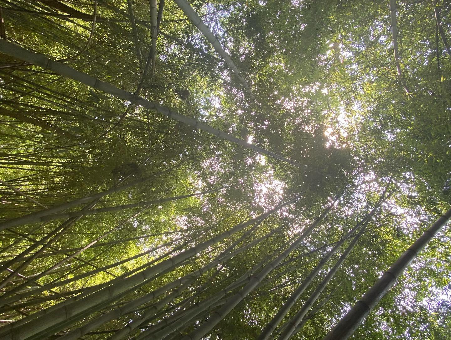 I found the coolest little bamboo forest in Morningside of all places
