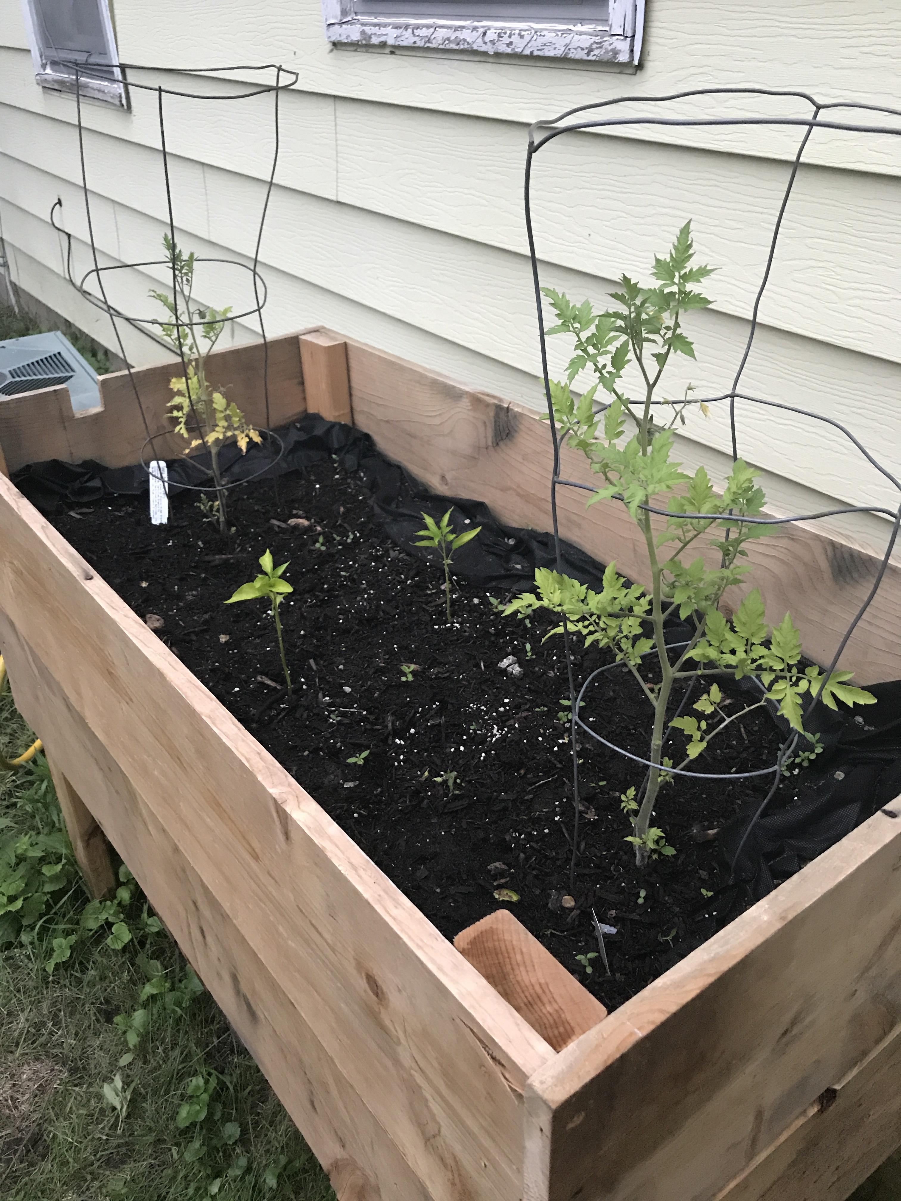 My above ground box with thriving and not so thriving plants r/gardening