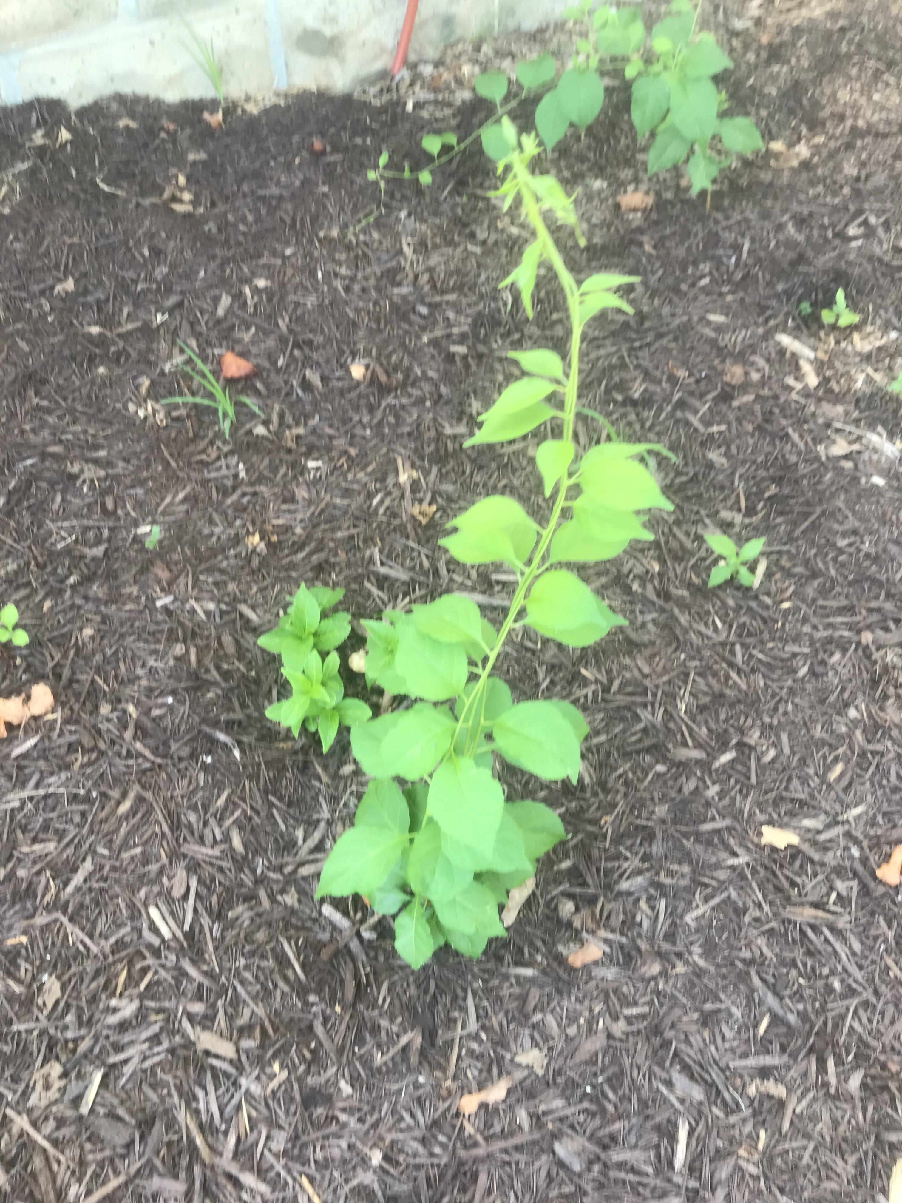 Plant or weed? Can’t remember if we planted this on purpose or if it