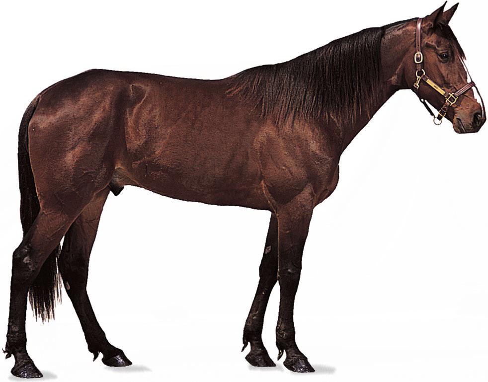 Here is a picture of a pigeon with the head of a horse but with the