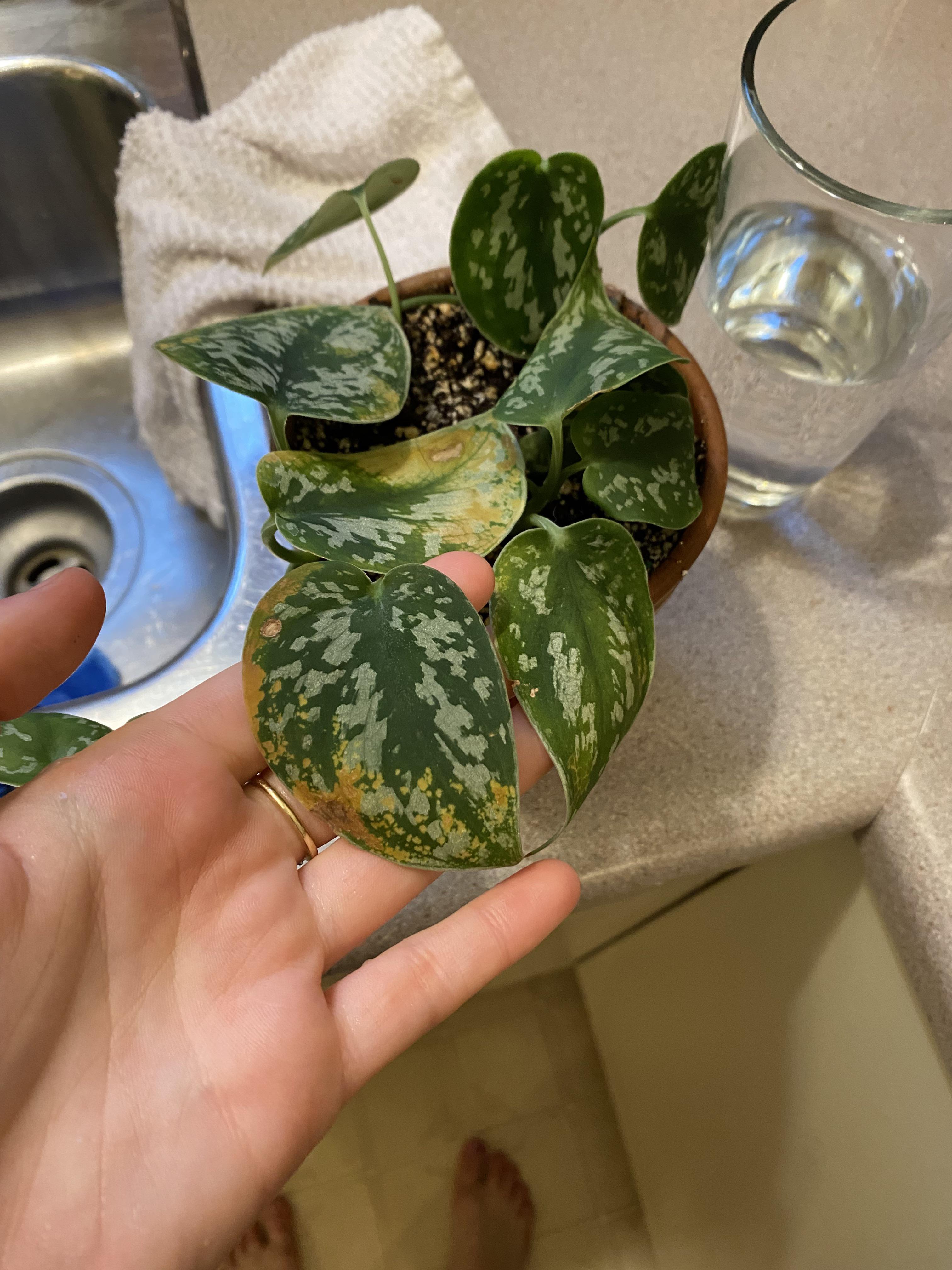 Why are the leaves turning copper? Definitely not overwatered r