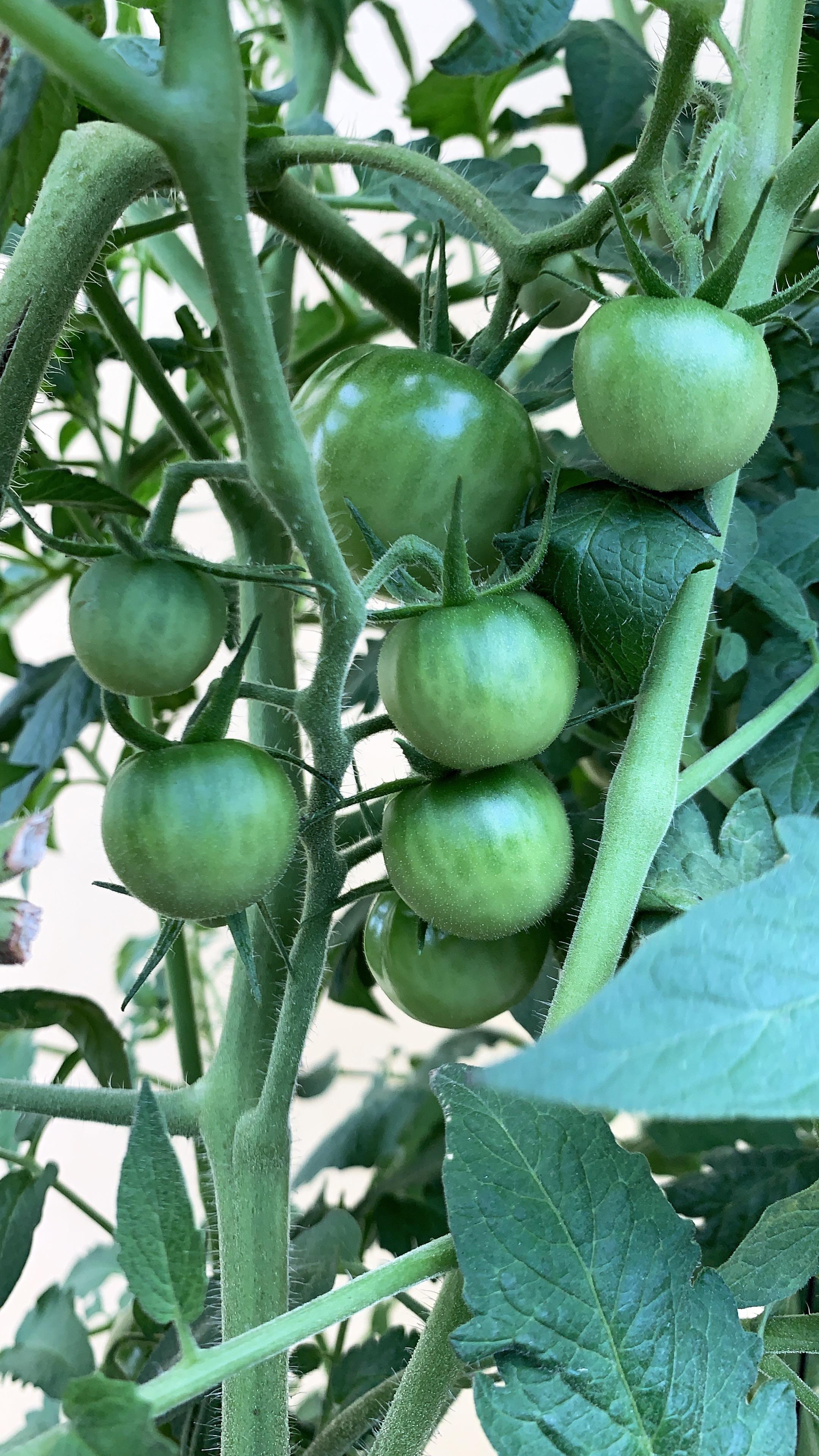 Dutch Bucket tomatoes getting wild. r/Hydroponics