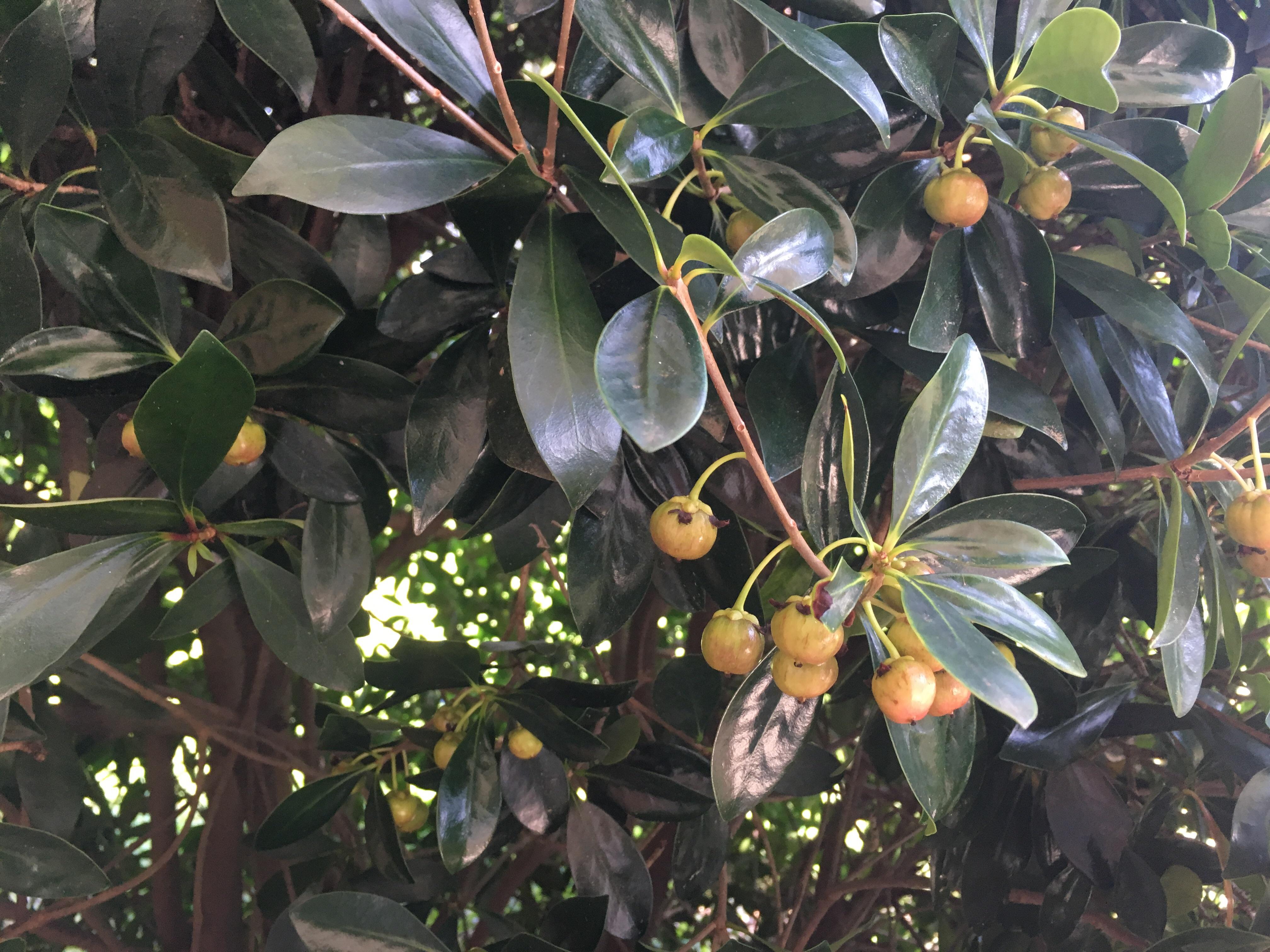 Florida zone 8b, was told it has white flowers and the fruit eventually