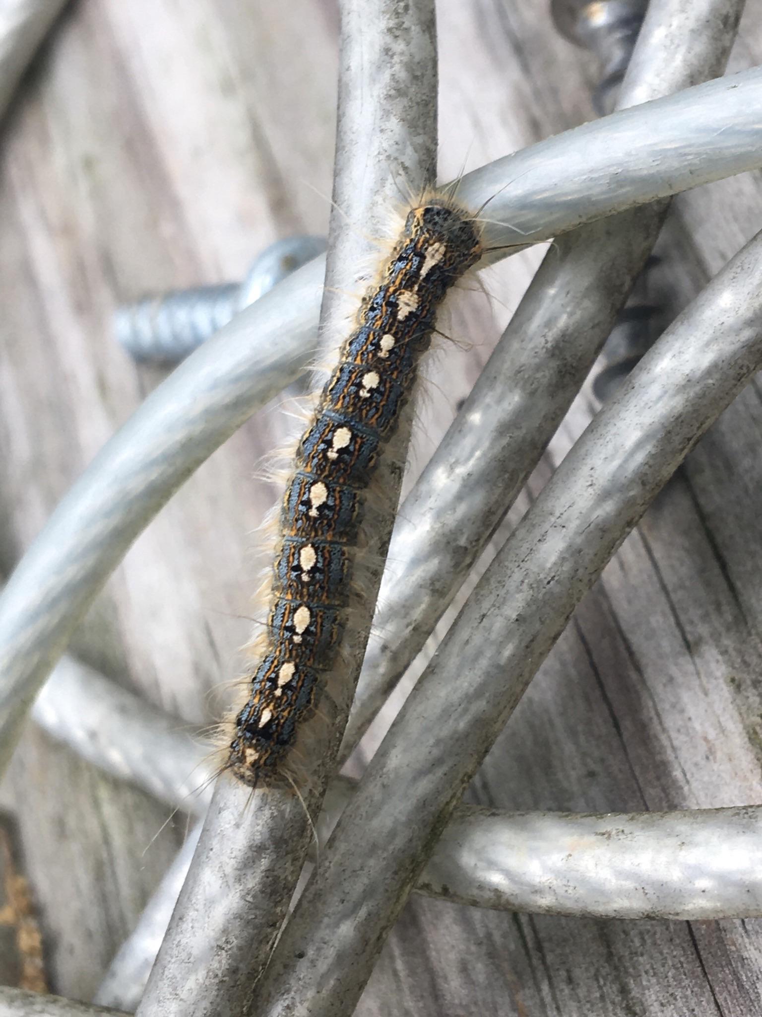 Lots of Forest Tent Caterpillars around my house this year r/Entomology