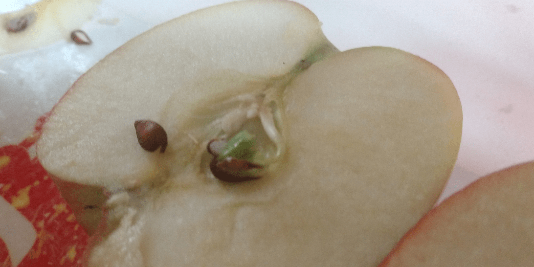 Apple seed already started growing inside the apple. r/mildlyinteresting