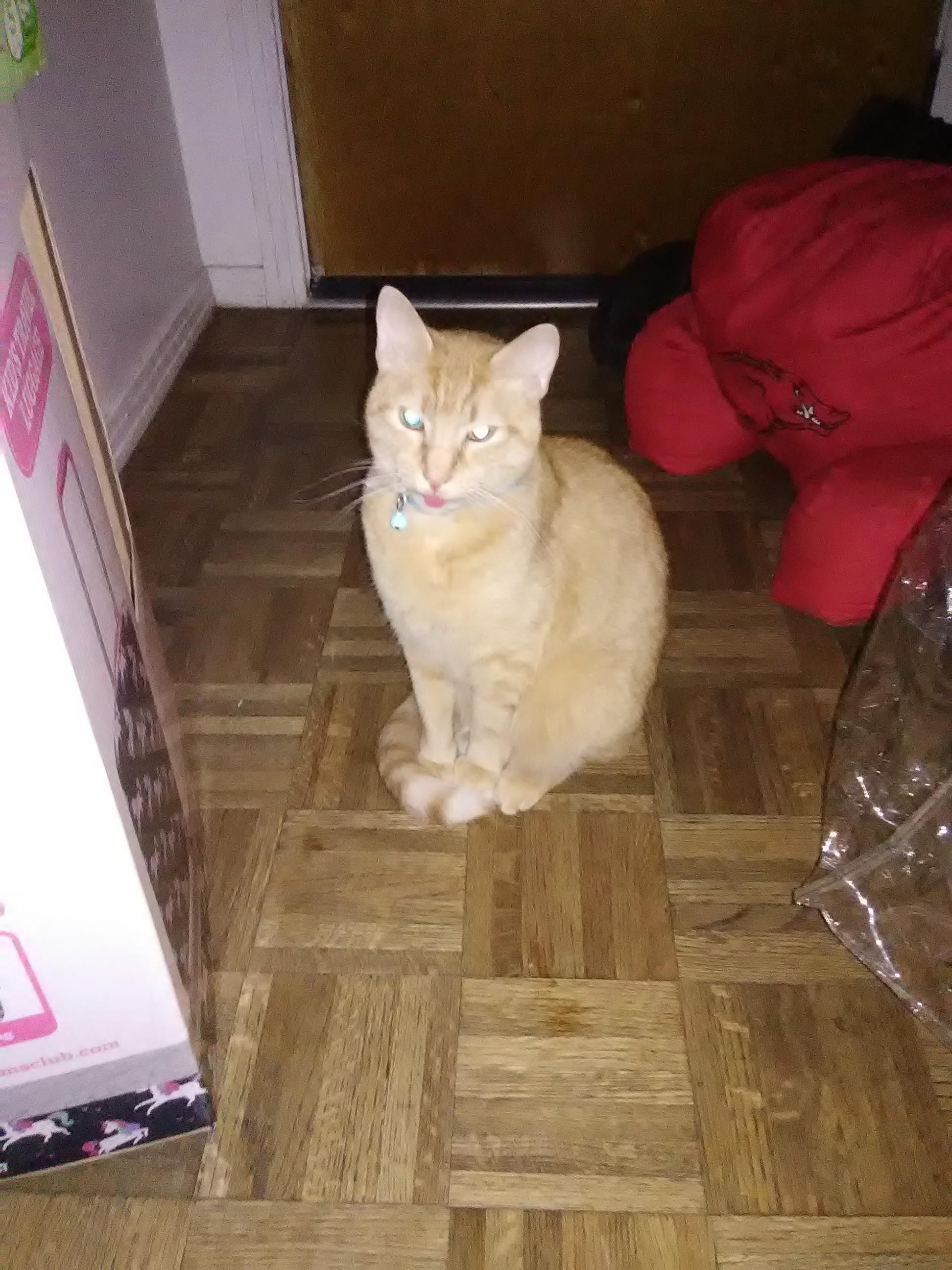 Cat.exe not responding blep r/aww