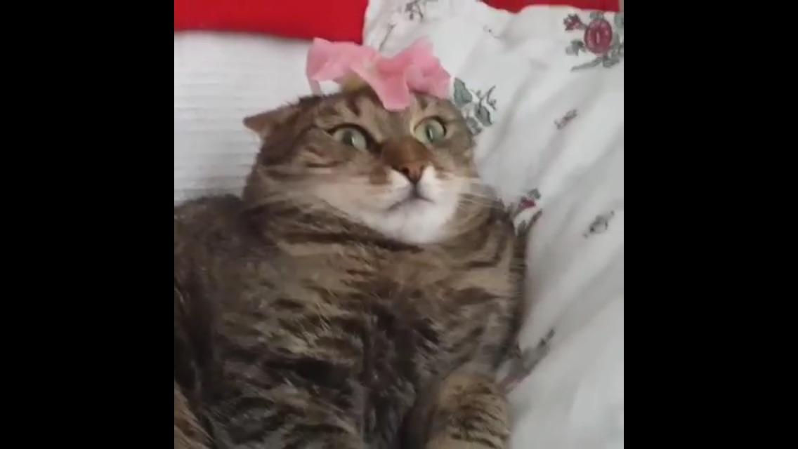 A heart warming pic of a cat having war flashbacks MemezForDayz