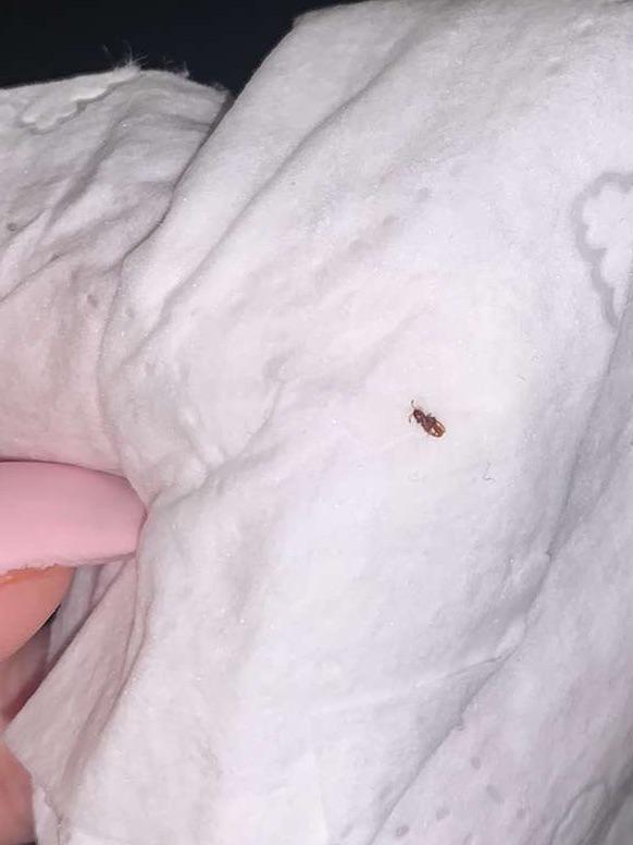 Can someone tell me if this is a bed bug? Its the only one i found it