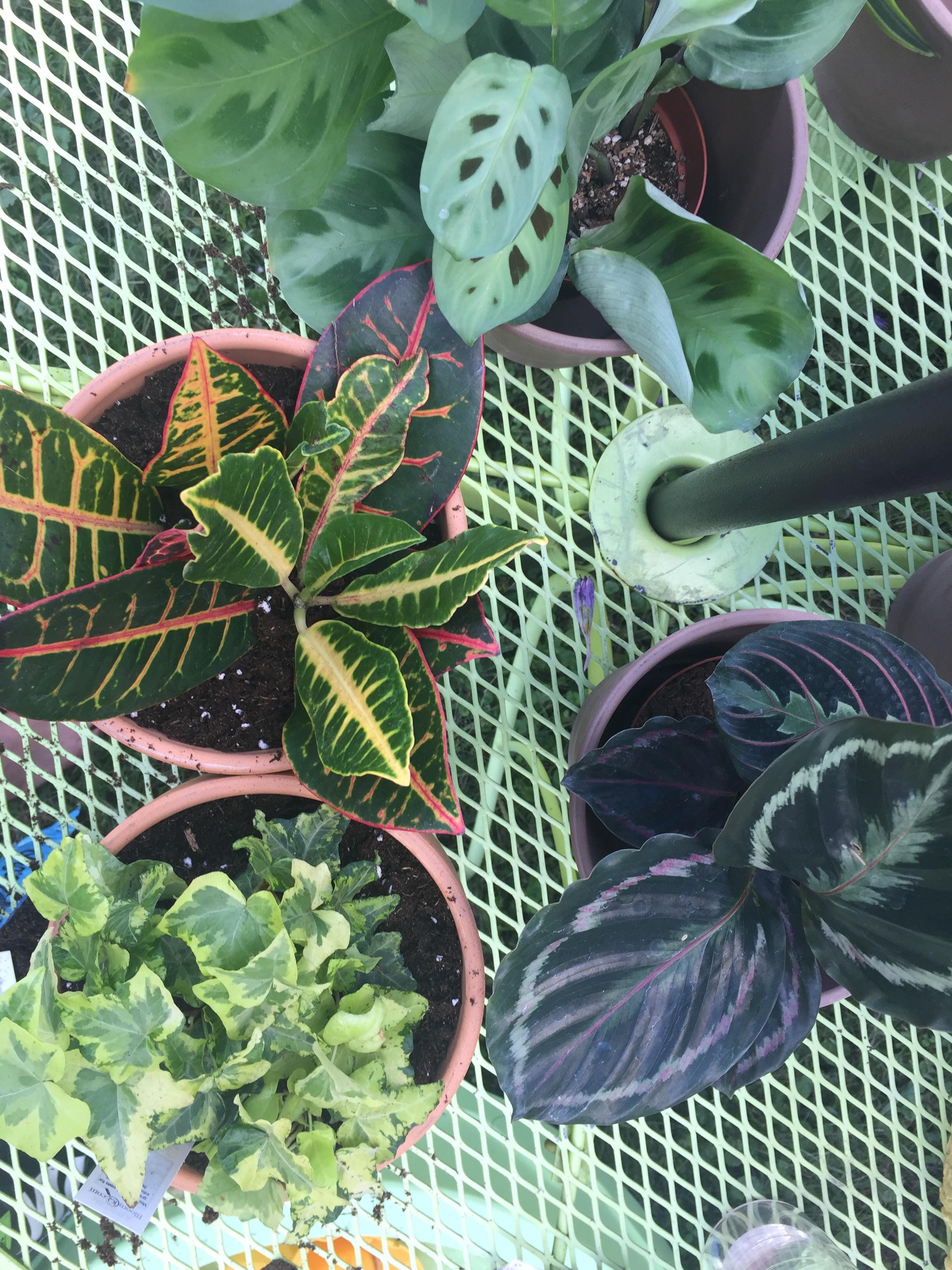 New house plants courtesy of Menards! Hooray for 11 rebates 🌱💫 r