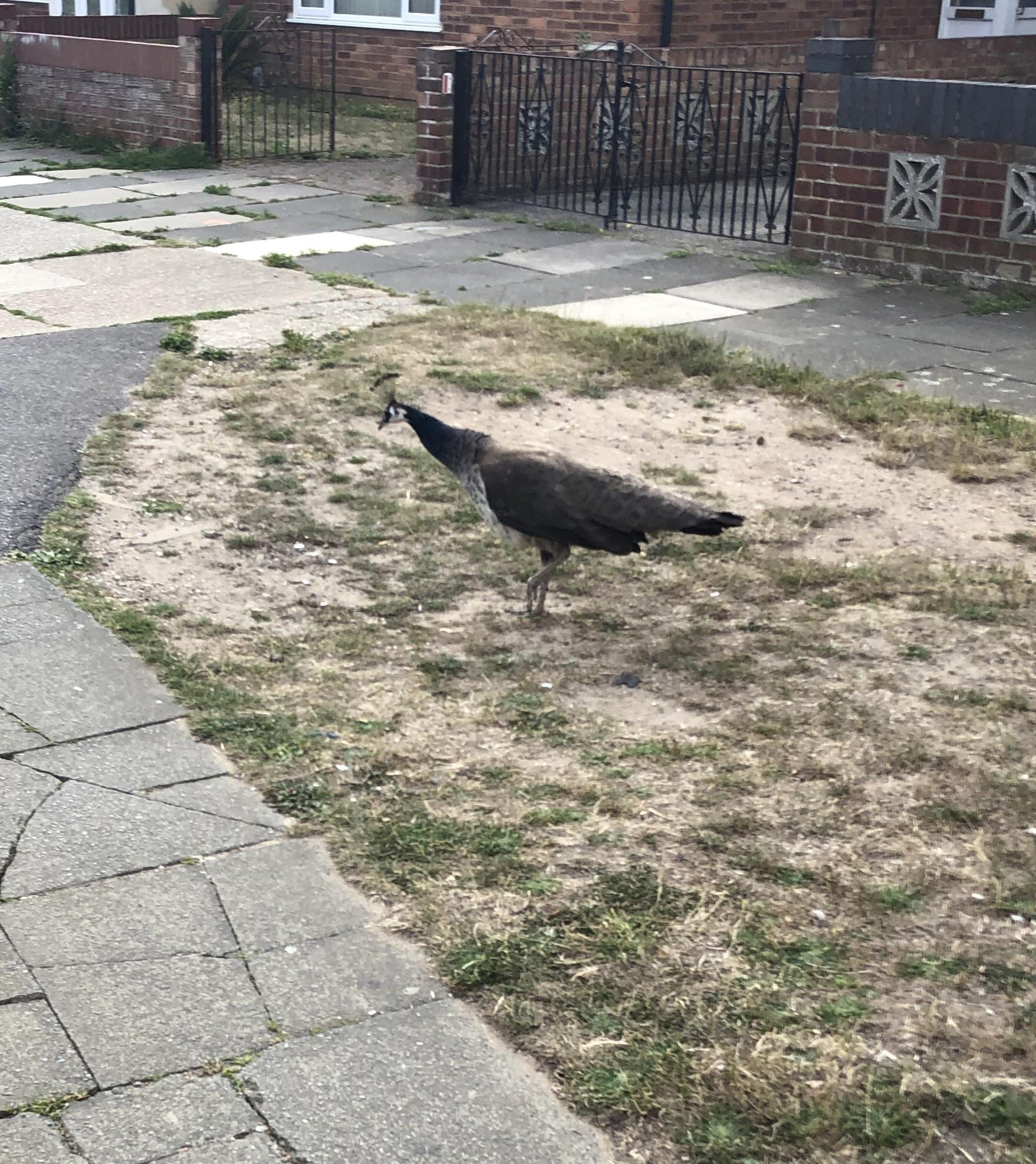 A random peacock spotted next to Chantry Coop in Sheldrake Drive
