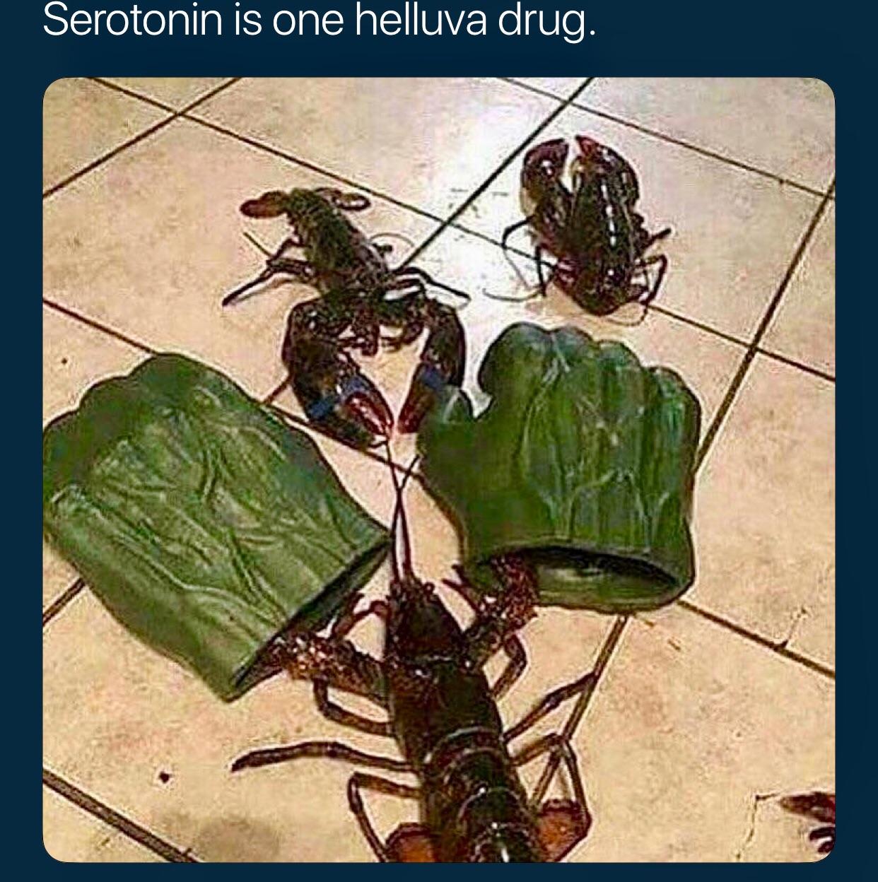 Alpha lobster hulks out. r/Jordan_Peterson_Memes