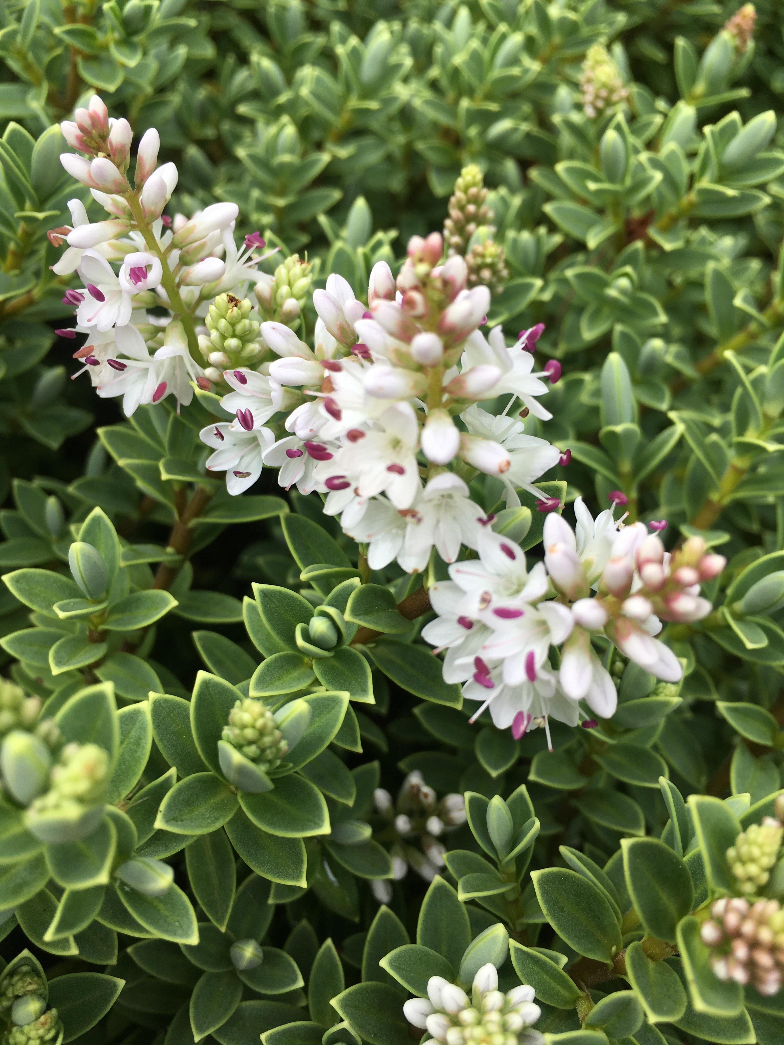 Delicate blooms on my Hebe, first time it’s flowered in 4 years. r/gardening