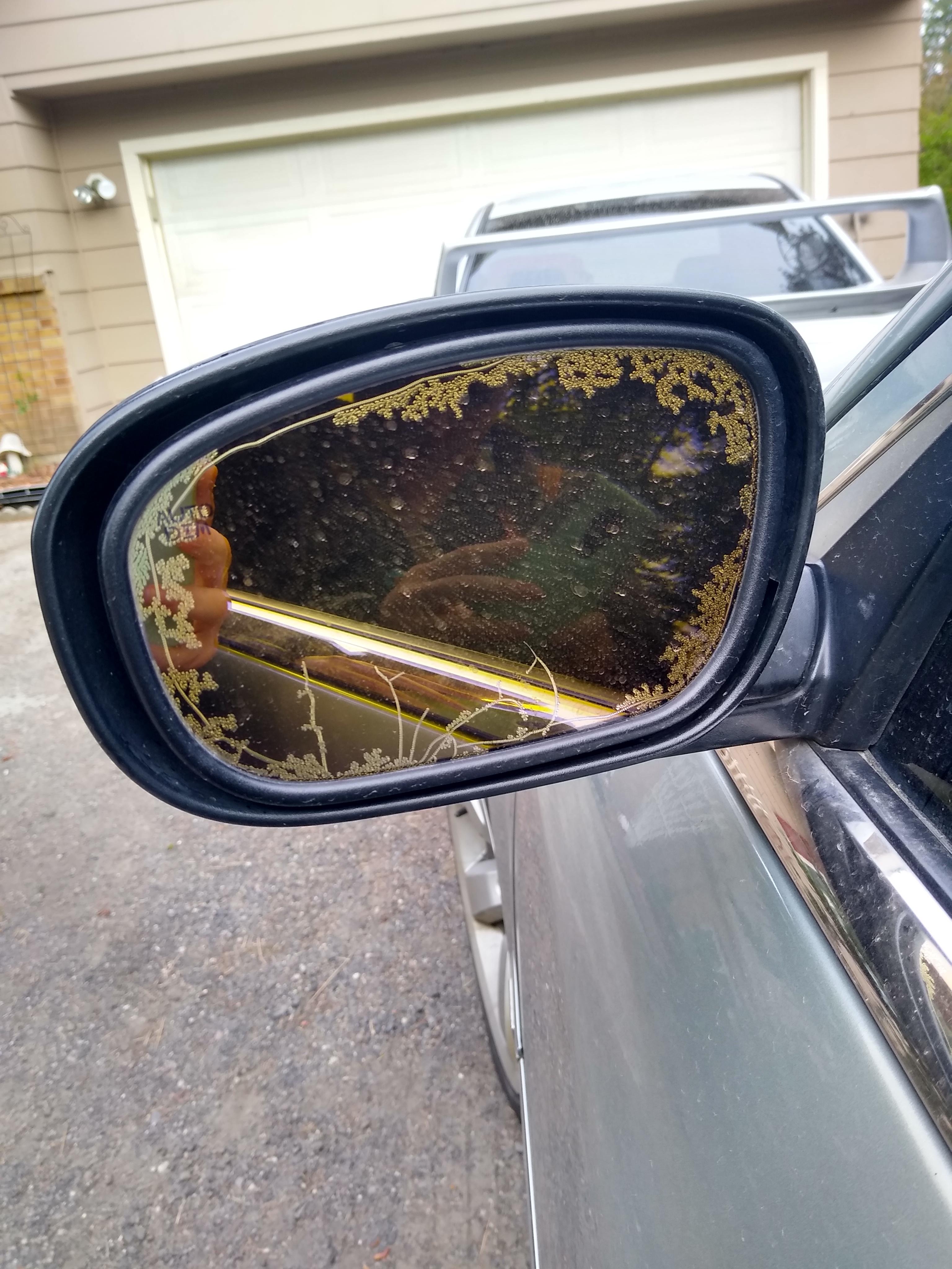 A fungus growing in the mirror on my grandpa's car looks like an