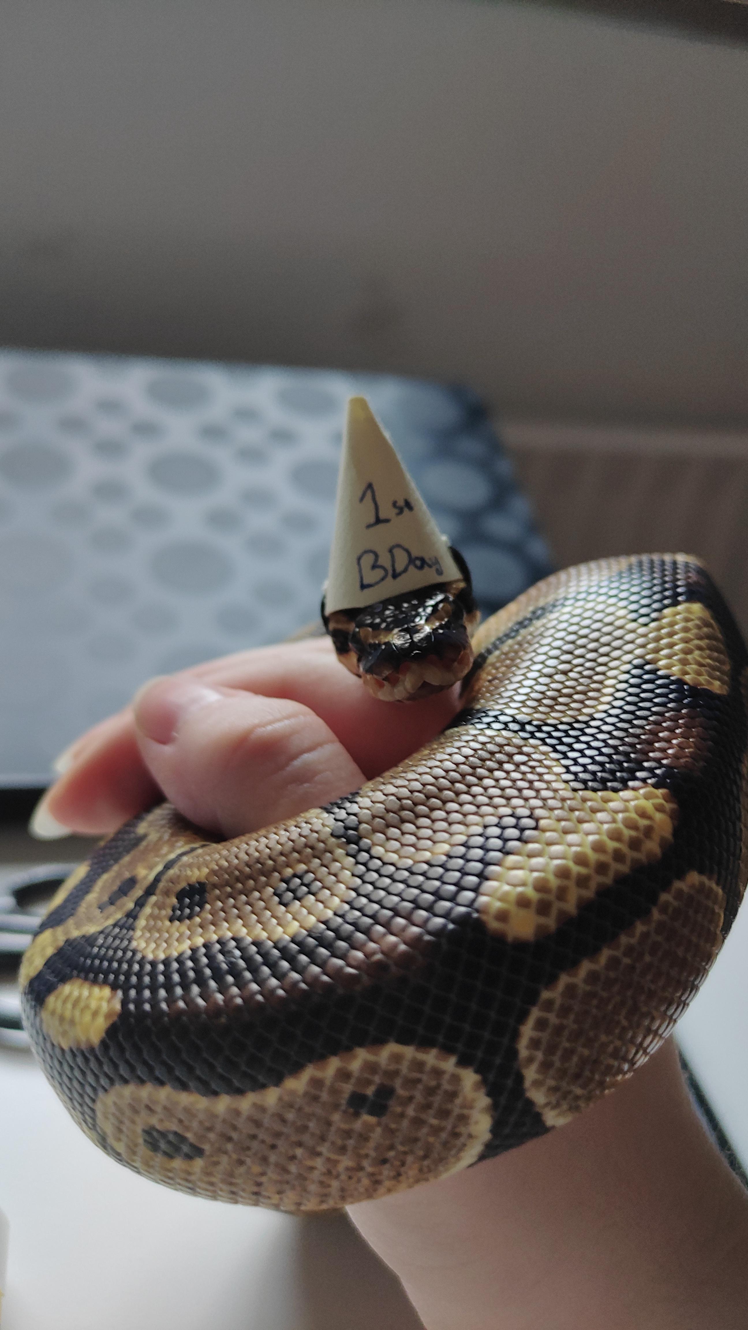 made Uzar'roc a smol party hat for his hatchday r/SnakesWithHats
