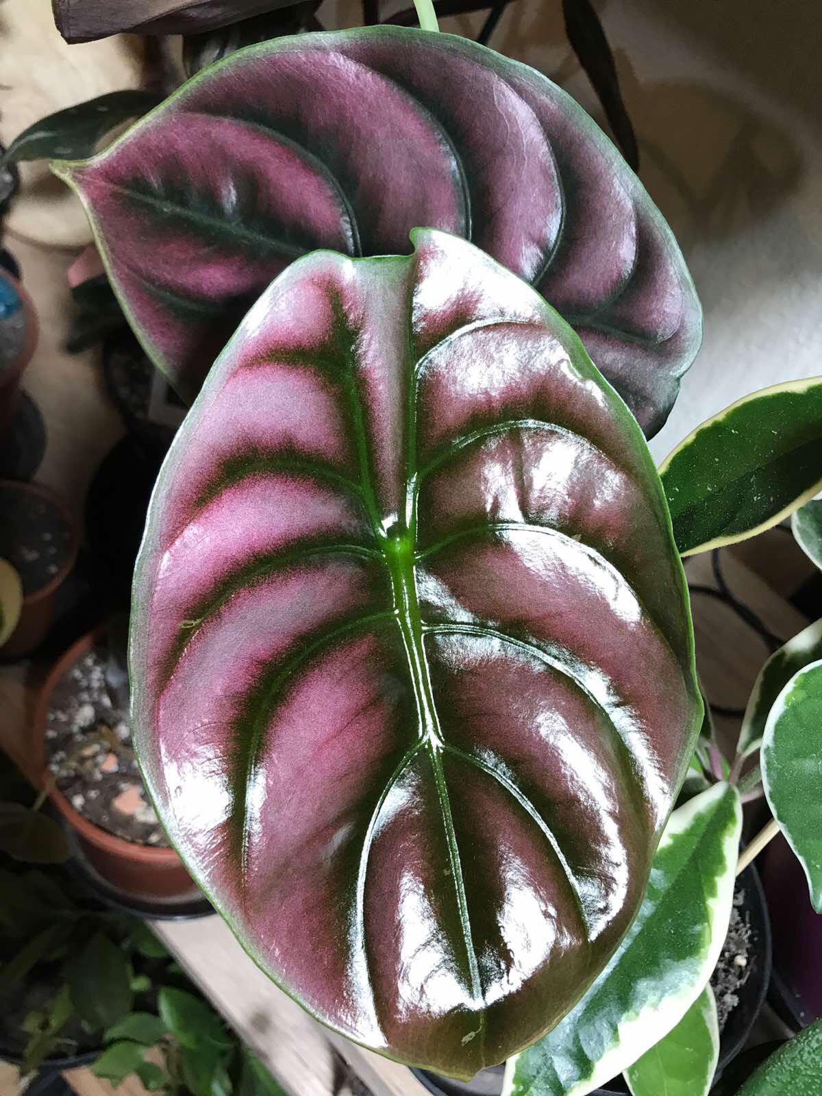 Alocasia cuprea new leaves houseplants