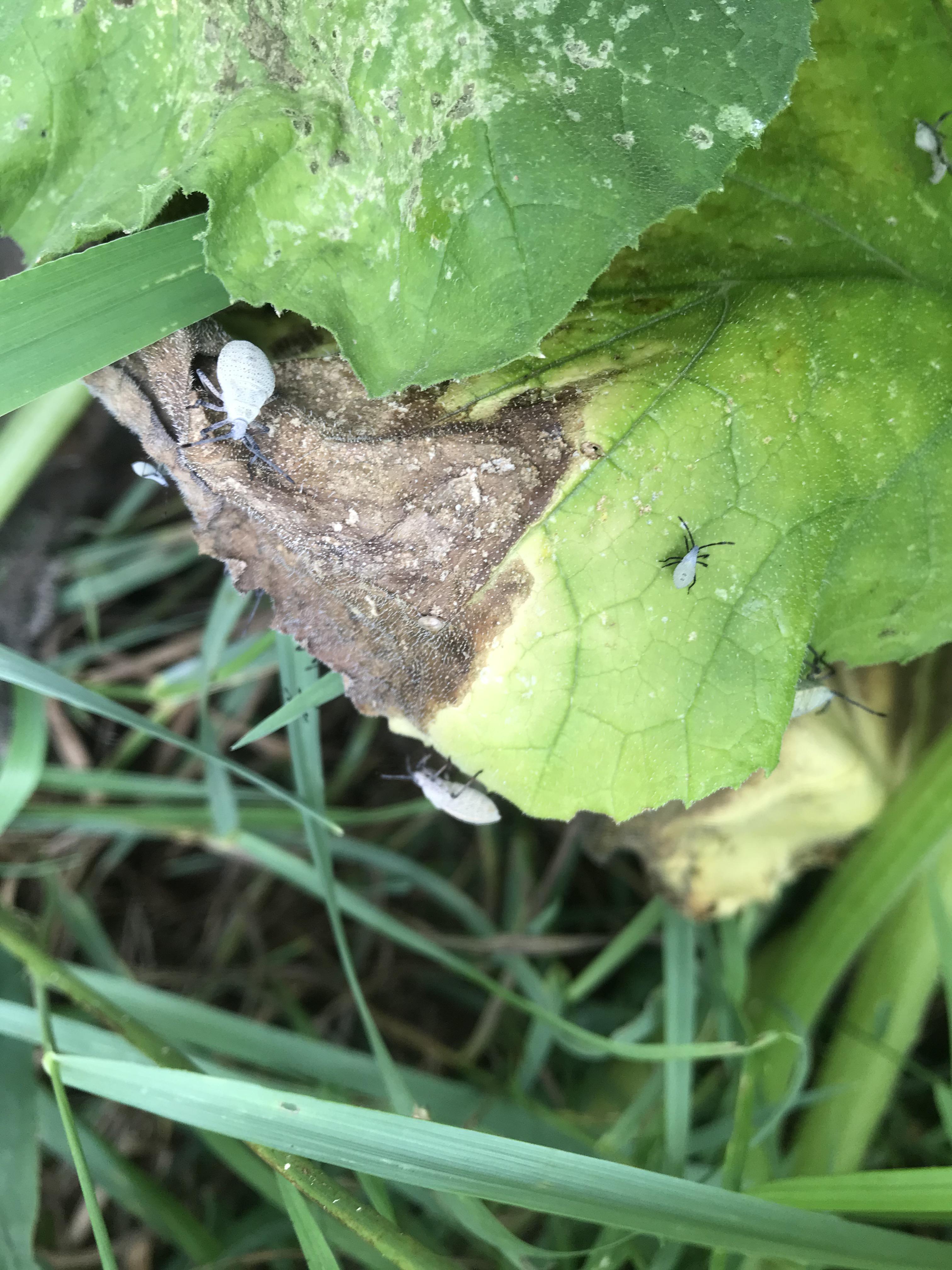 These guys are on my pumpkin leaves.. what are they and what can I do