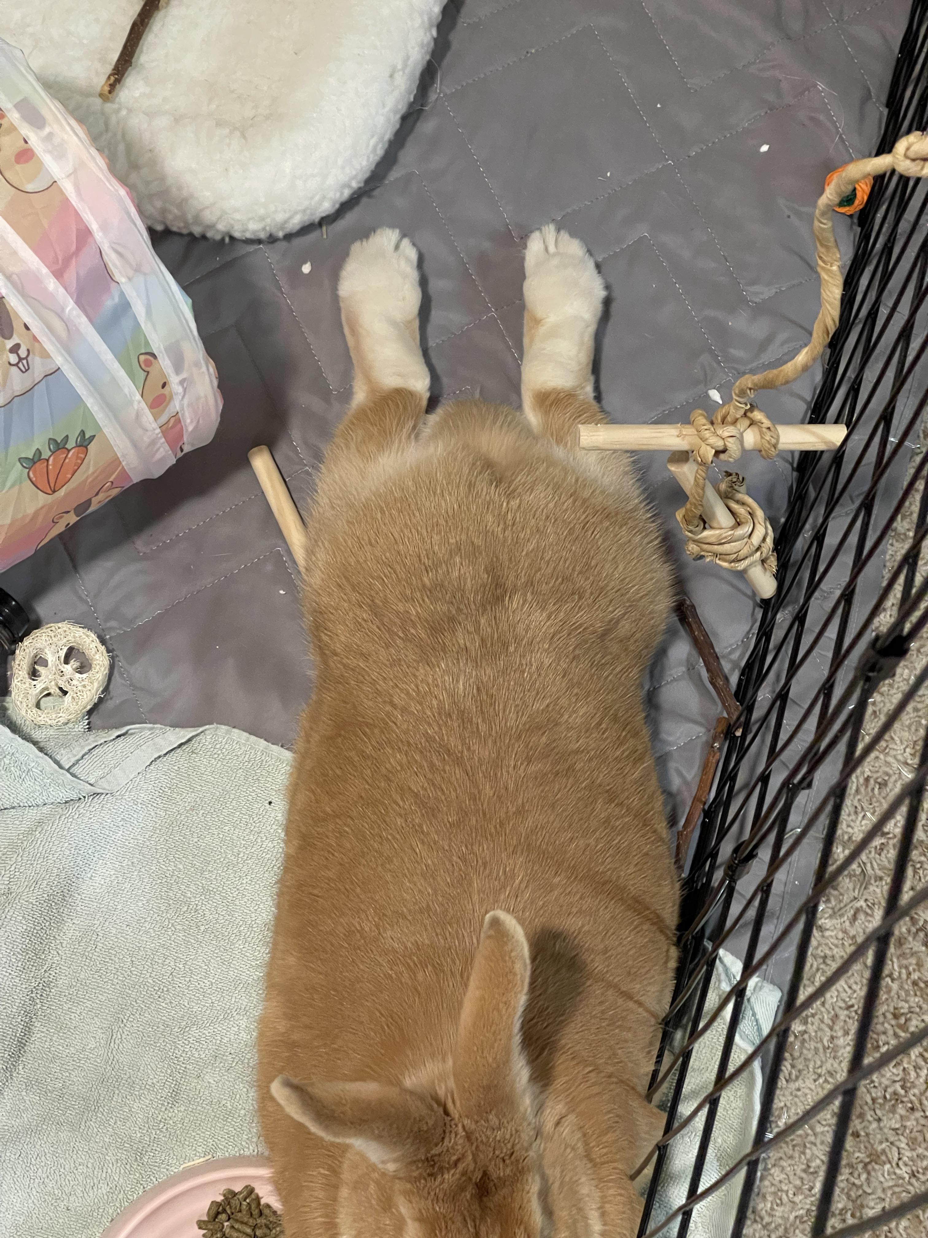 Why does my bunny do this? Does her tummy hurt? Or is she just a