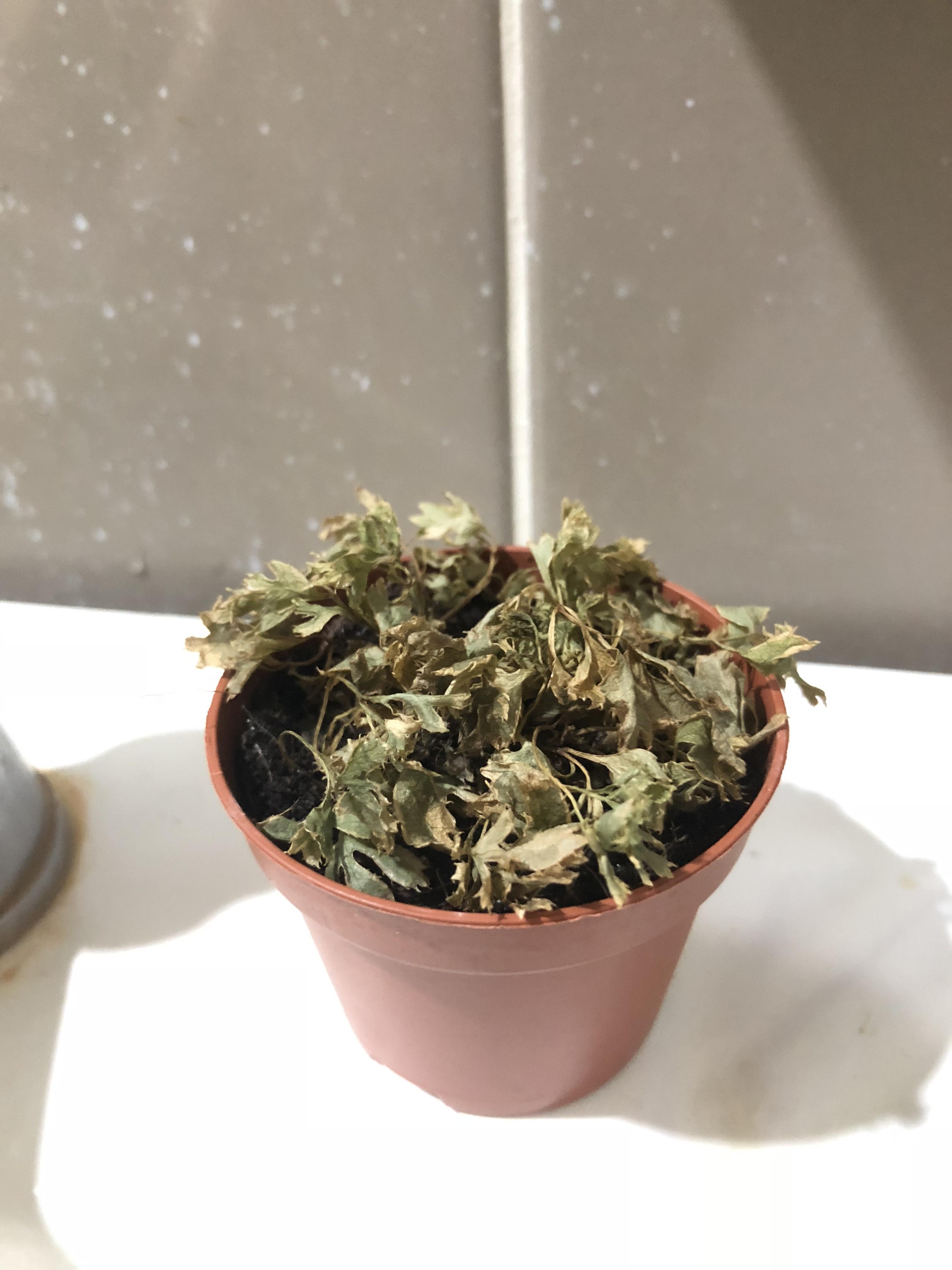 Help! Parsley plant is dying can it be saved? r/gardening