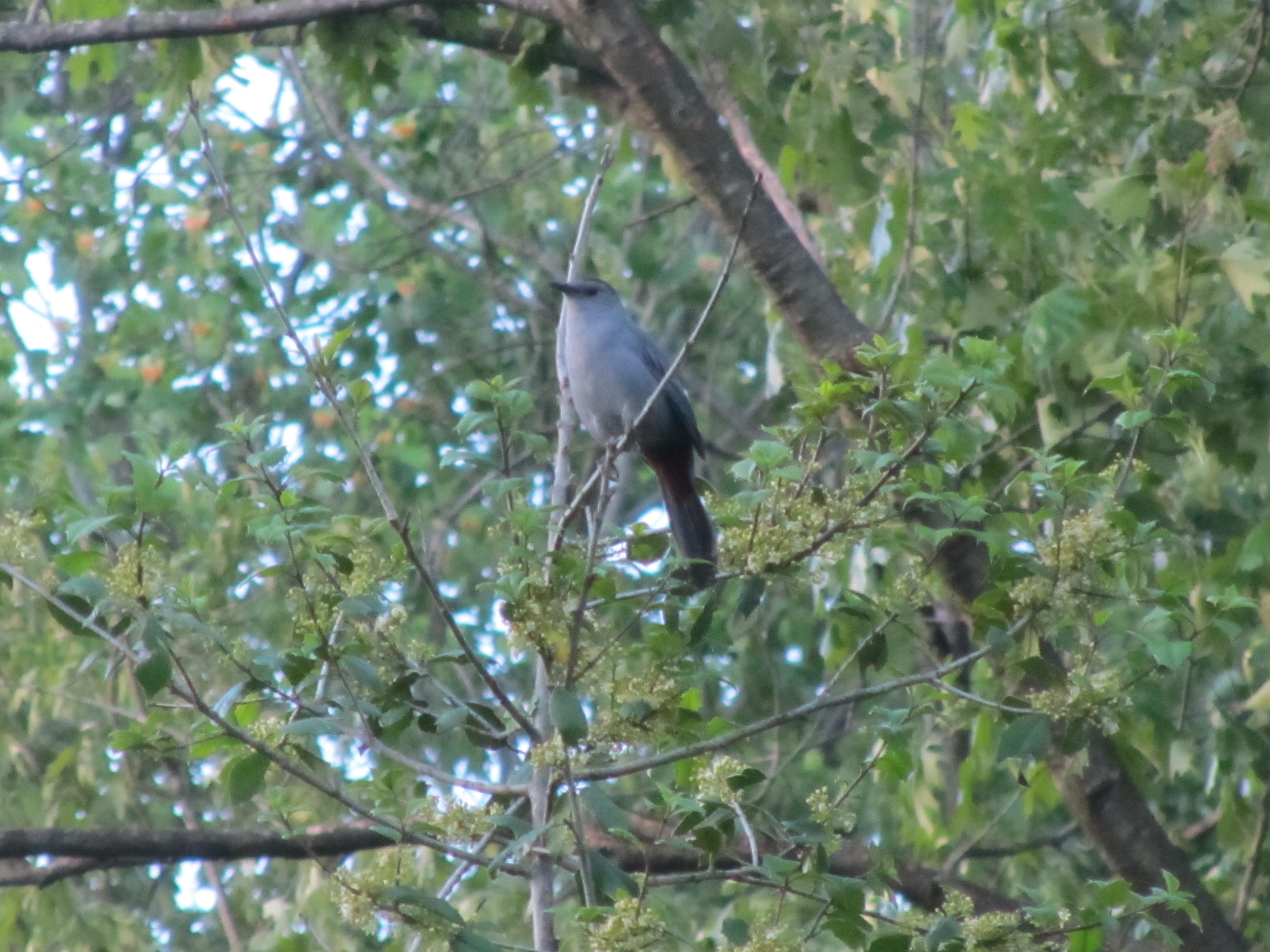 Can anyone ID this talkative bird? Northern Virginia. whatsthisbird