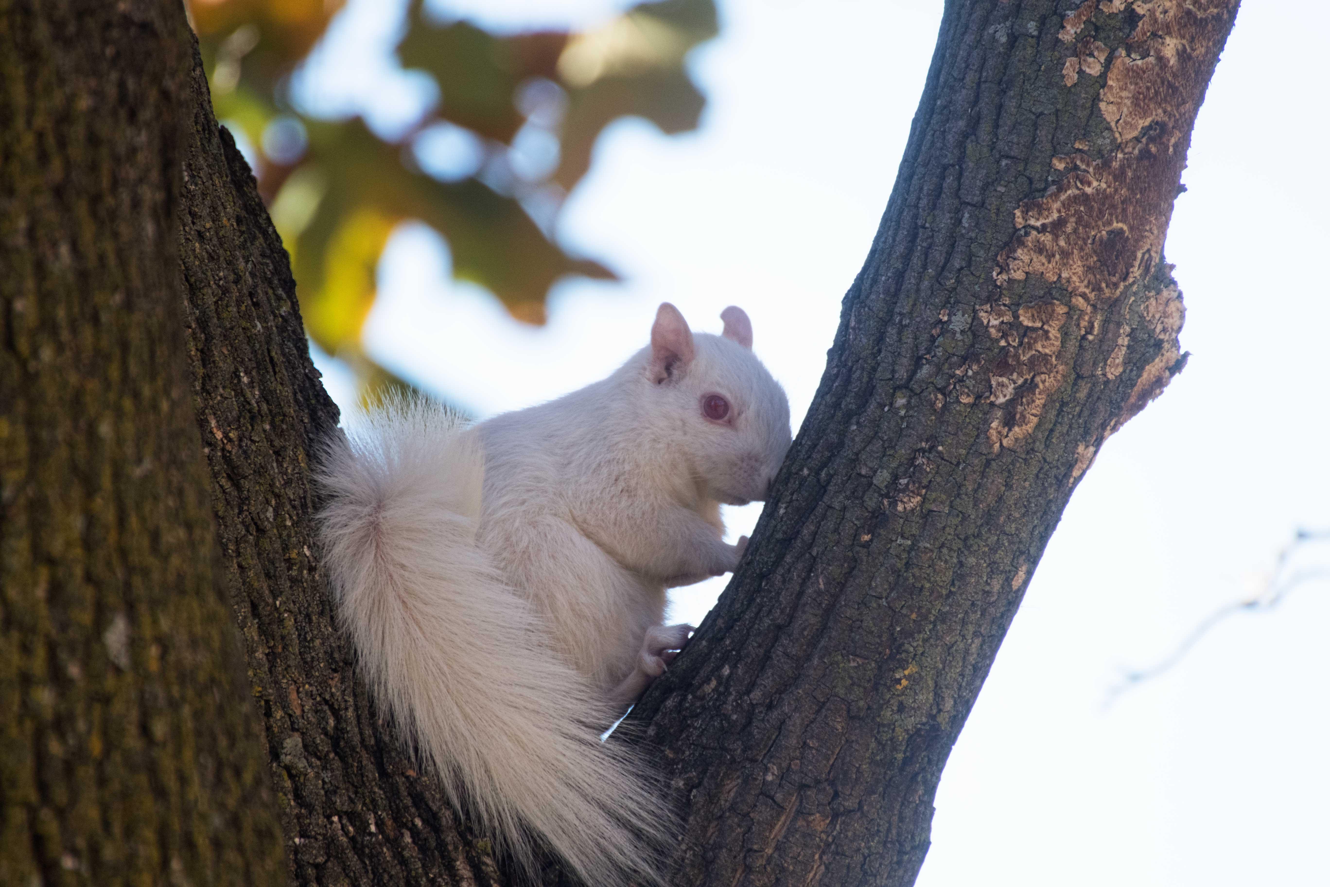 This squirrel was photographed on this day in 2020. He died two weeks