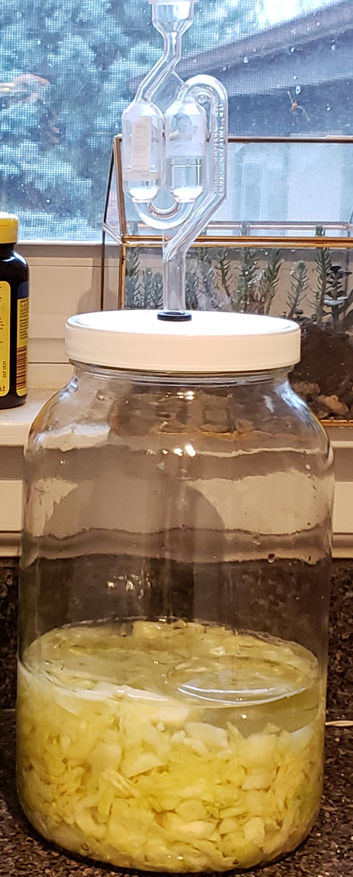 First time sauerkraut help r/fermentation