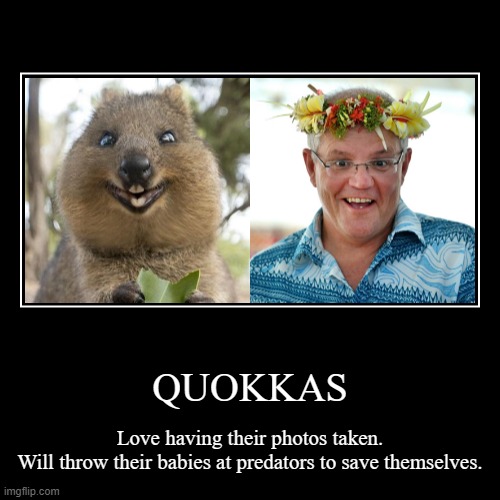 Quokkas r/friendlyjordies