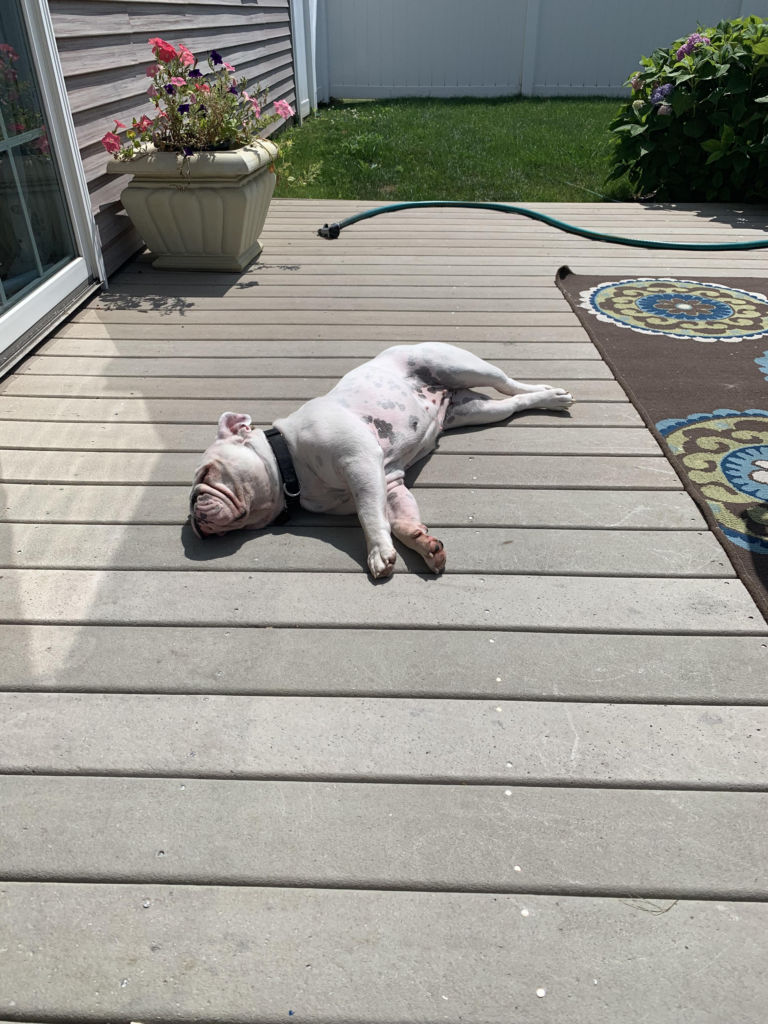 For a dog that overheats in 15 mins she sure does love the sun LMAO r