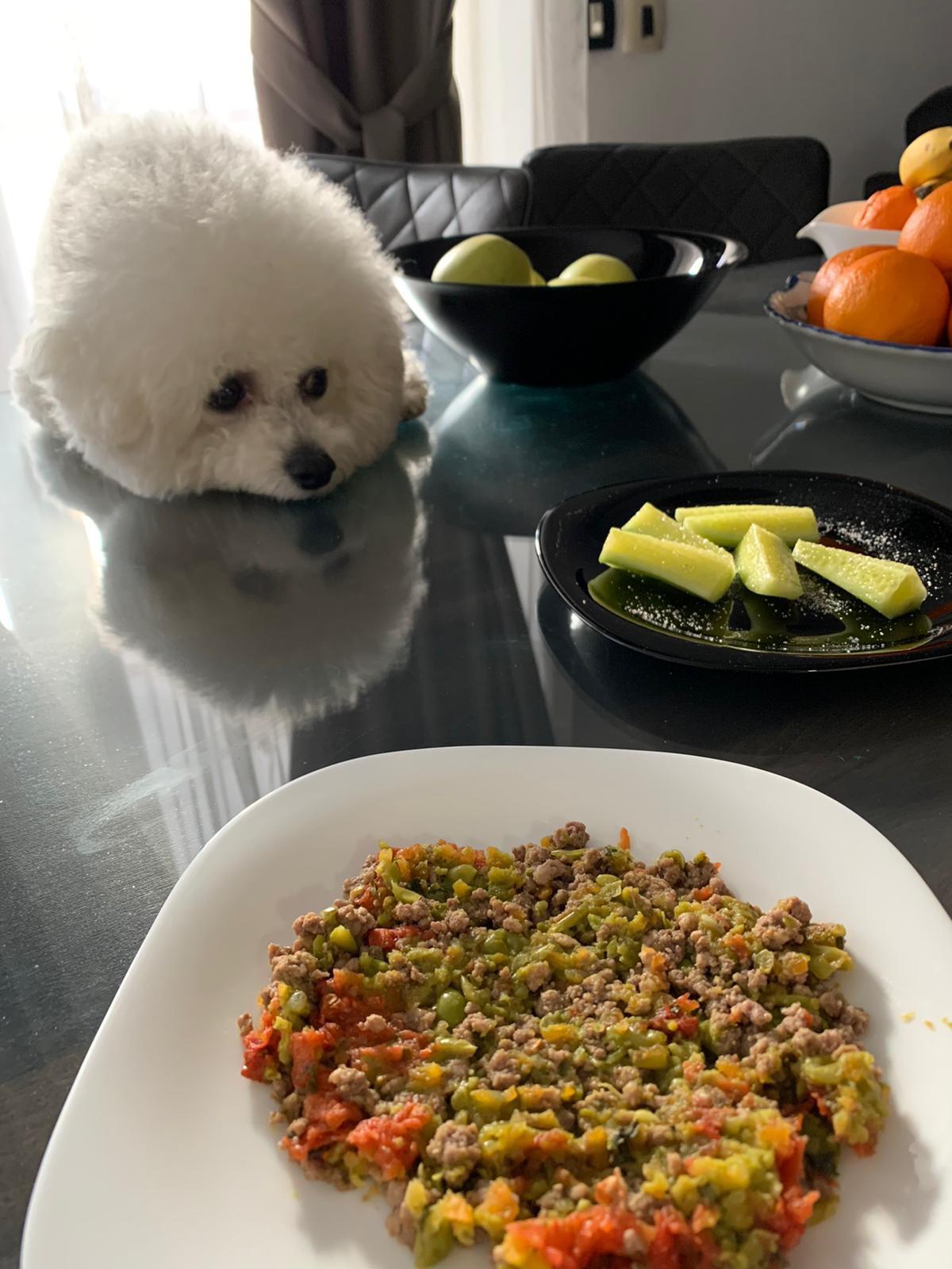 Human food>dog food r/bichonfrise