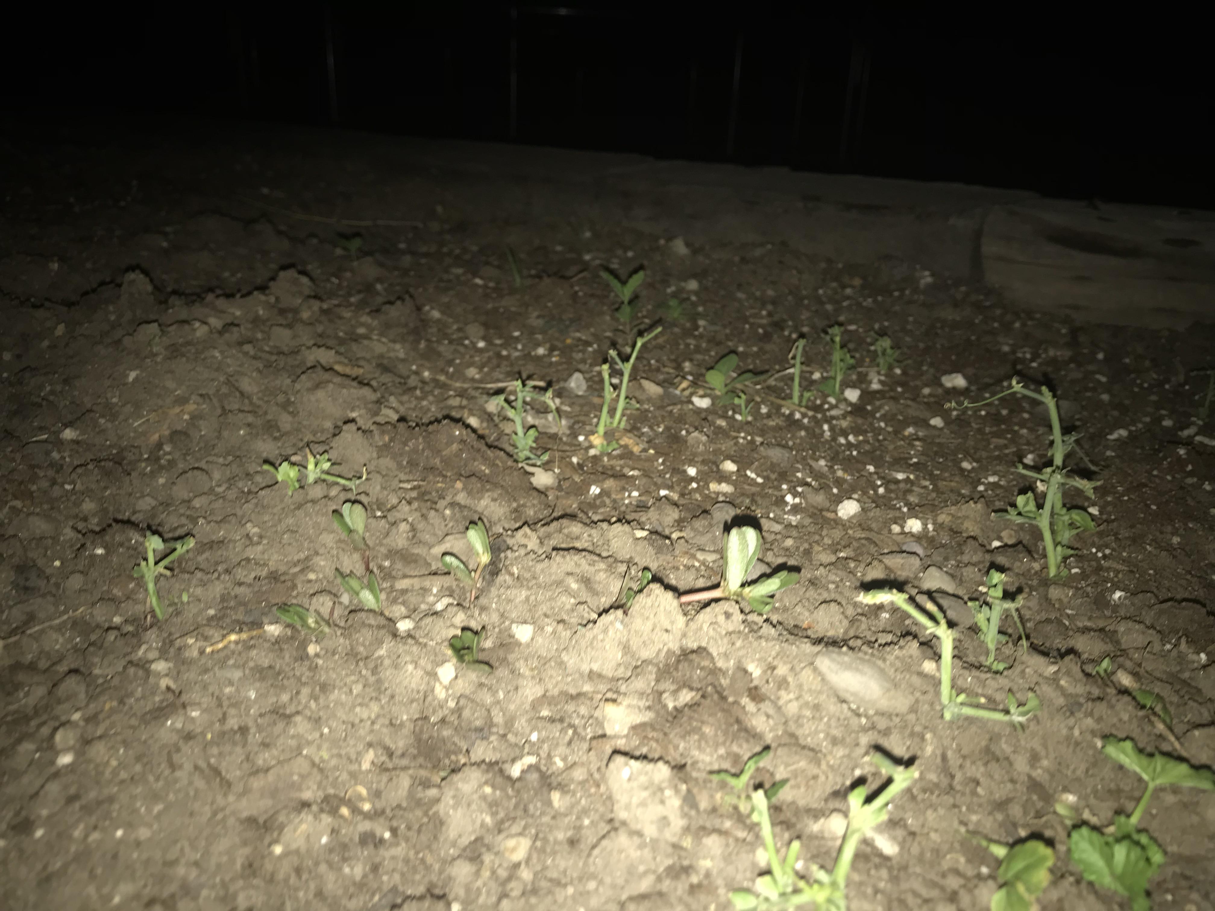 What is eating my peas?!? r/gardening