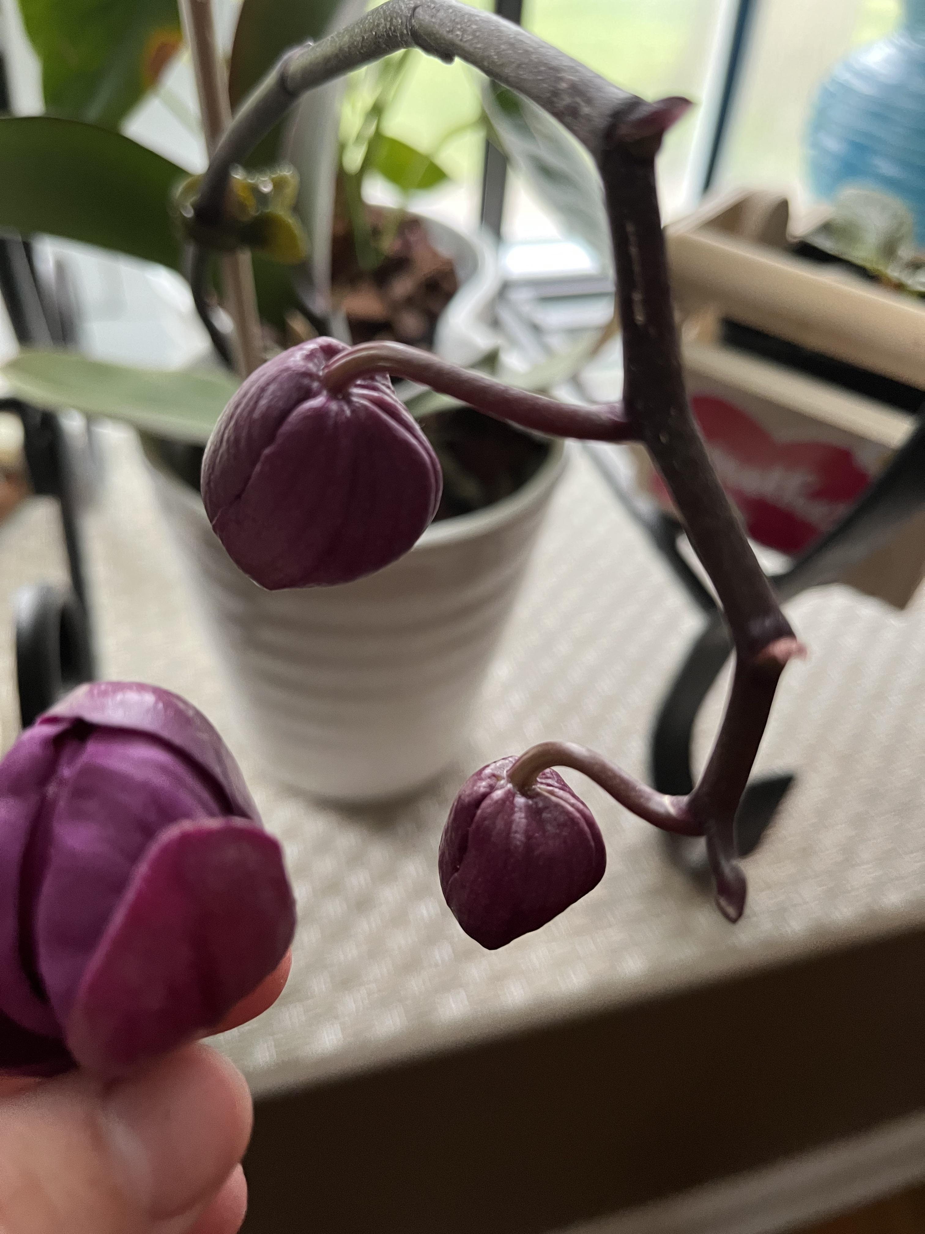 Was excited for my first ever rebloom, then the buds dropped off. I