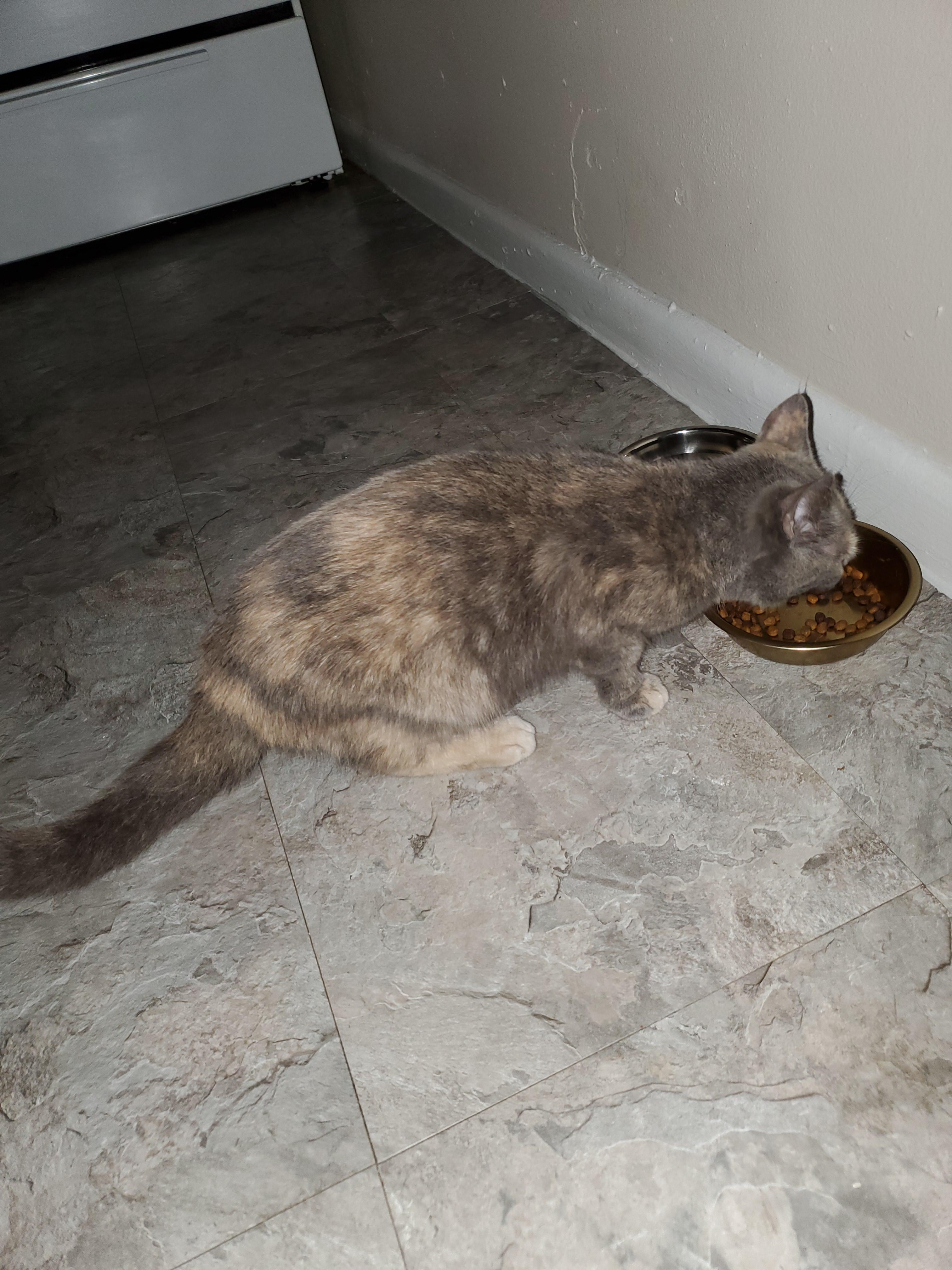 UPDATE I found our cat! Found her wandering around behind our