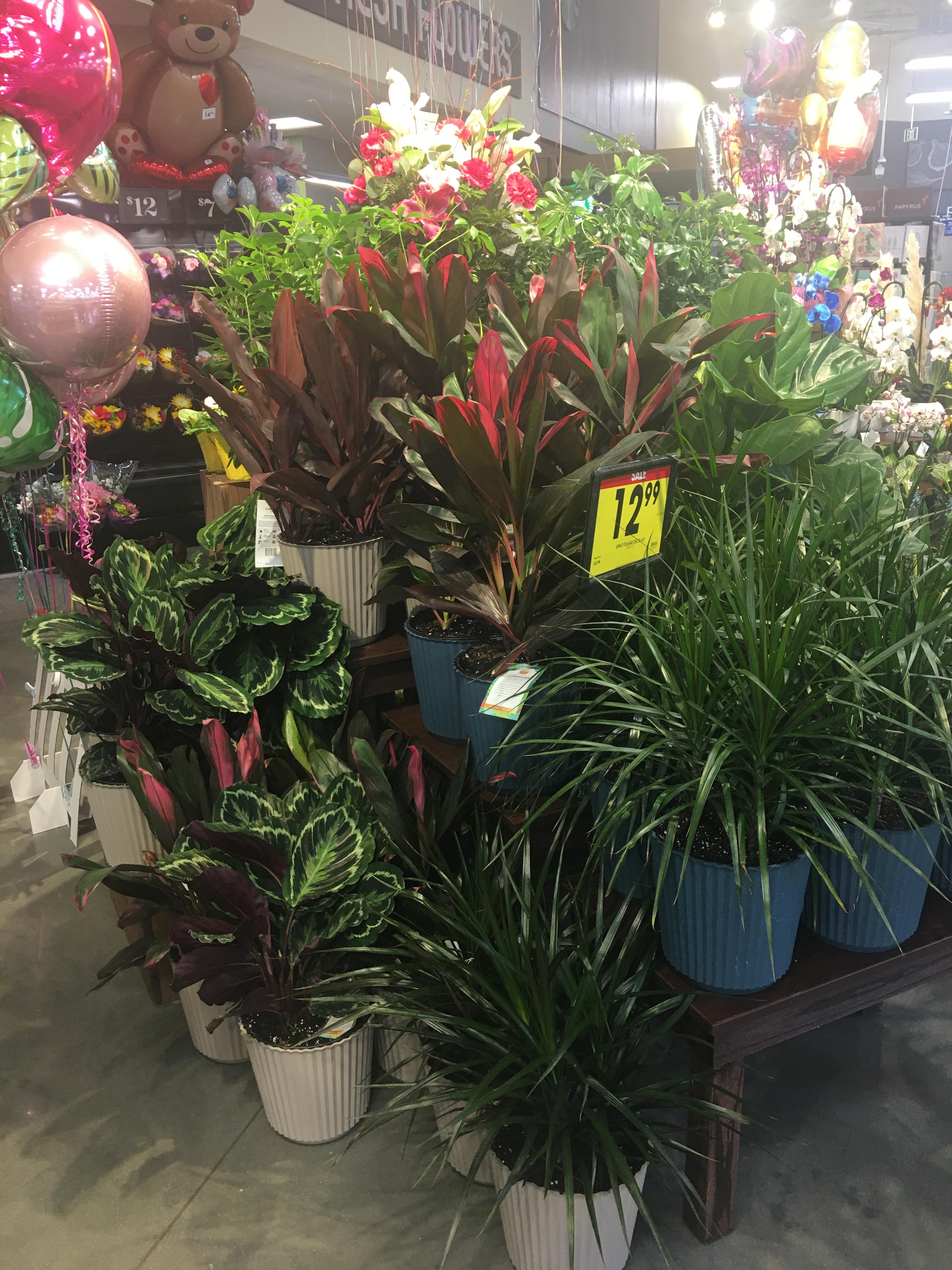 Spring, TX Kroger has large plants for 12.99! Look at those Calatheas