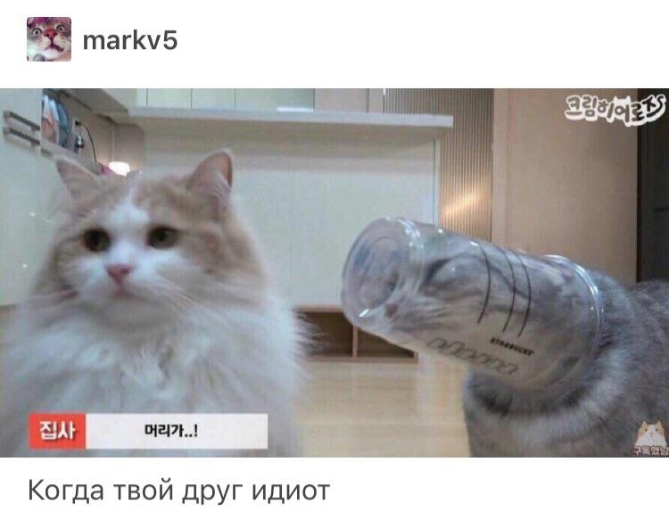 Russian Cat Meme soviet Memes & GIFs Imgflip