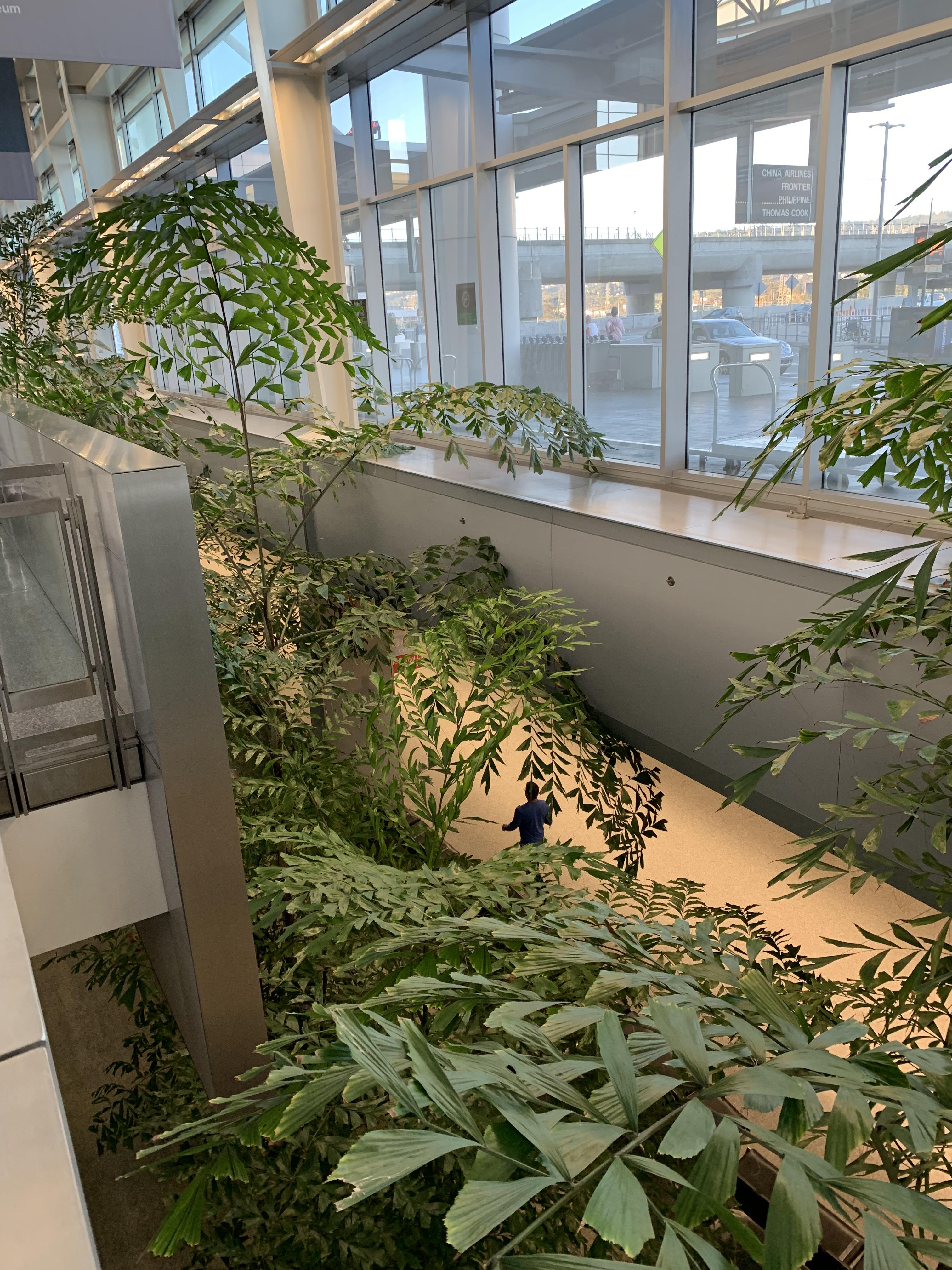 Caryota in SFO Airport r/Arecaceae