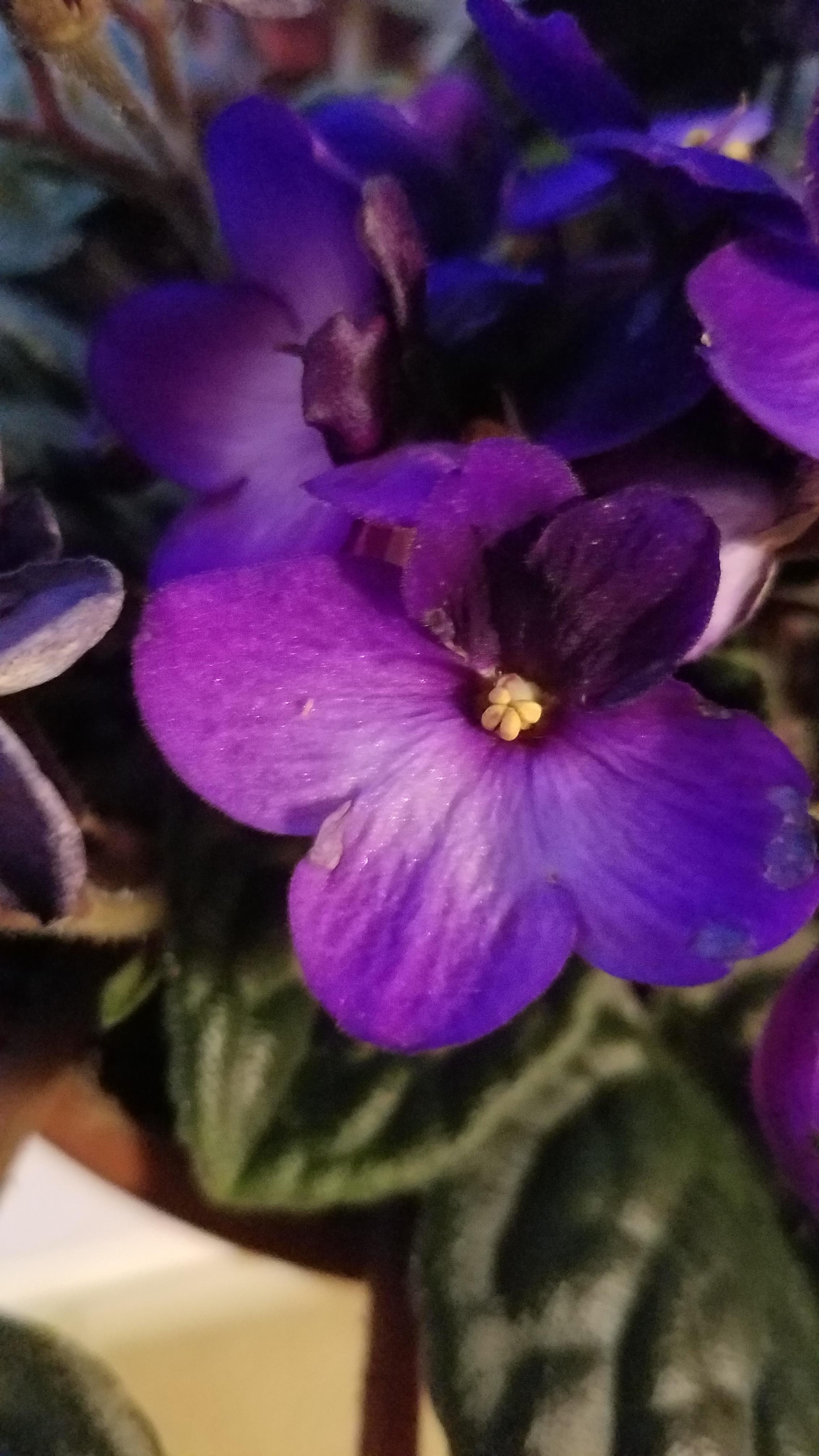 Small, long white bugs on my African Violet flowers? They crawl quickly