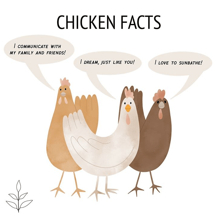 What do you think chickens dream about? 🐓 😊 r/vegan