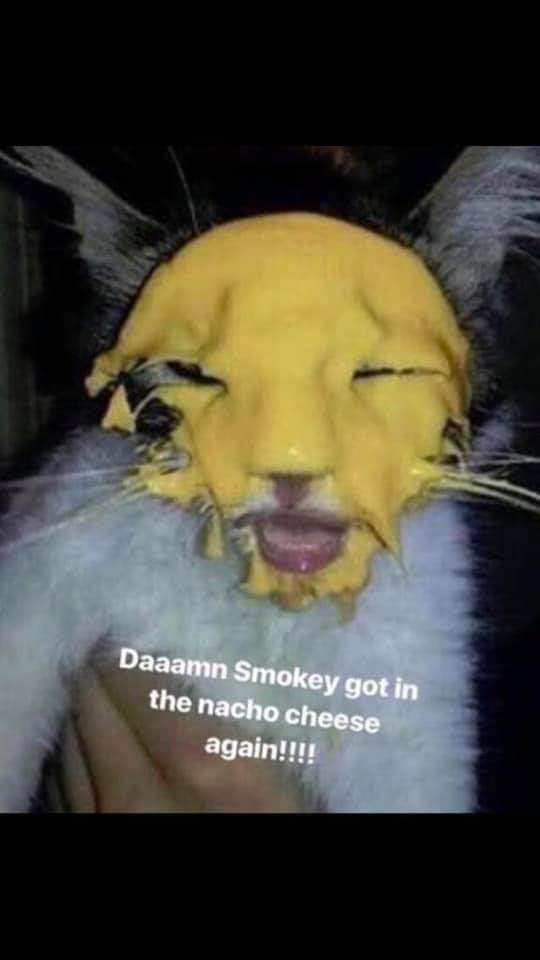 Thanks, i hate cheesefacialed cats r/TIHI