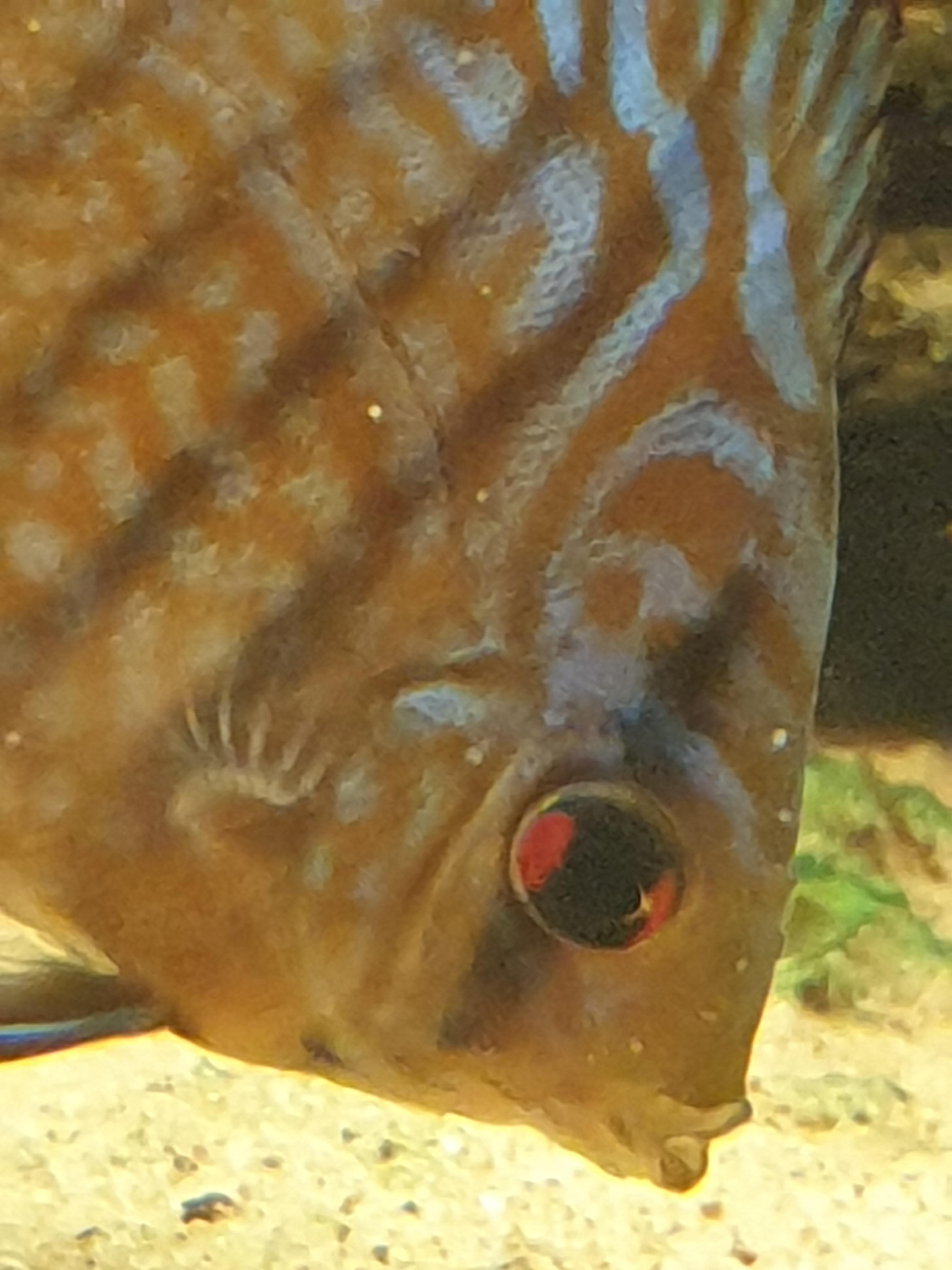 Does my discus suffer from hole in head? r/Aquariums