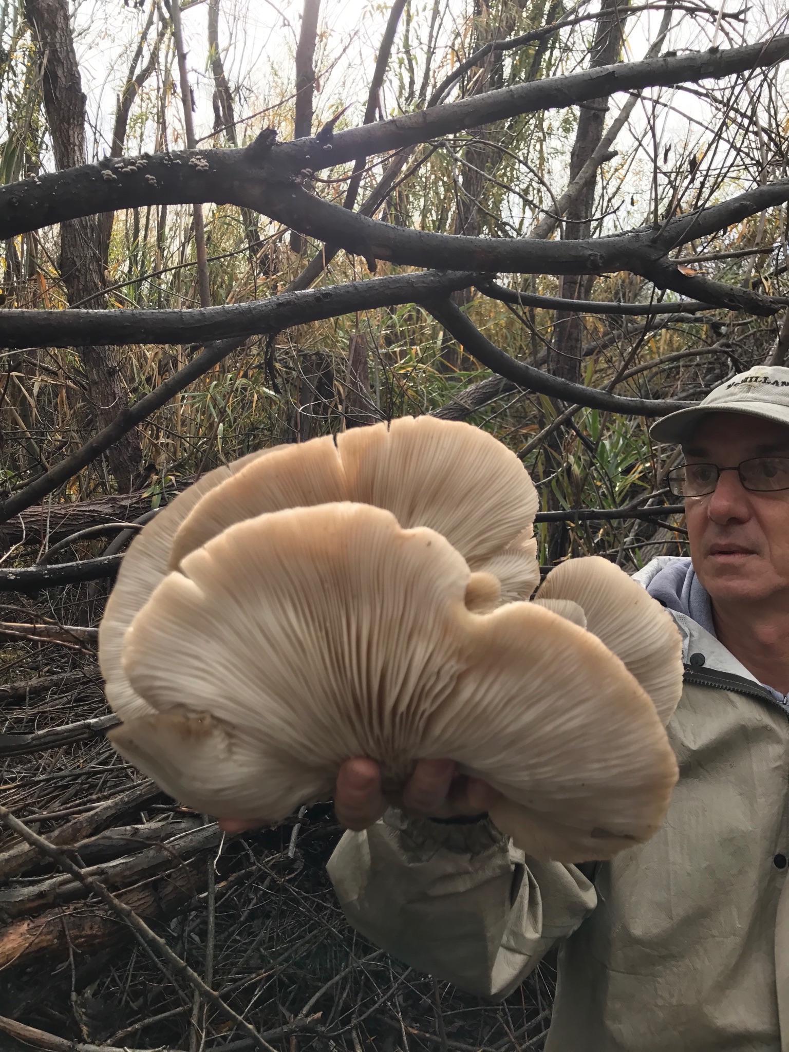 Oysters found in Los Angeles r/mycology