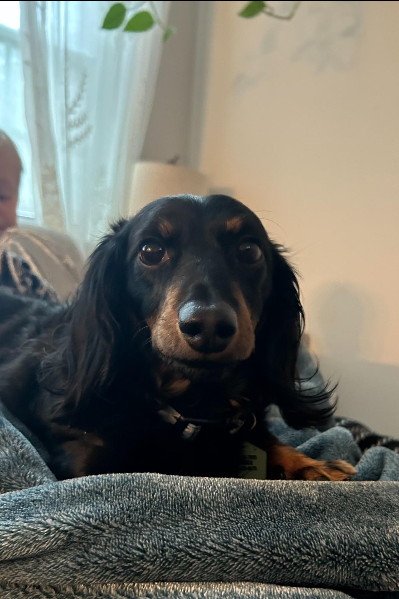 Best pet insurance that covers IVDD r/Dachshund