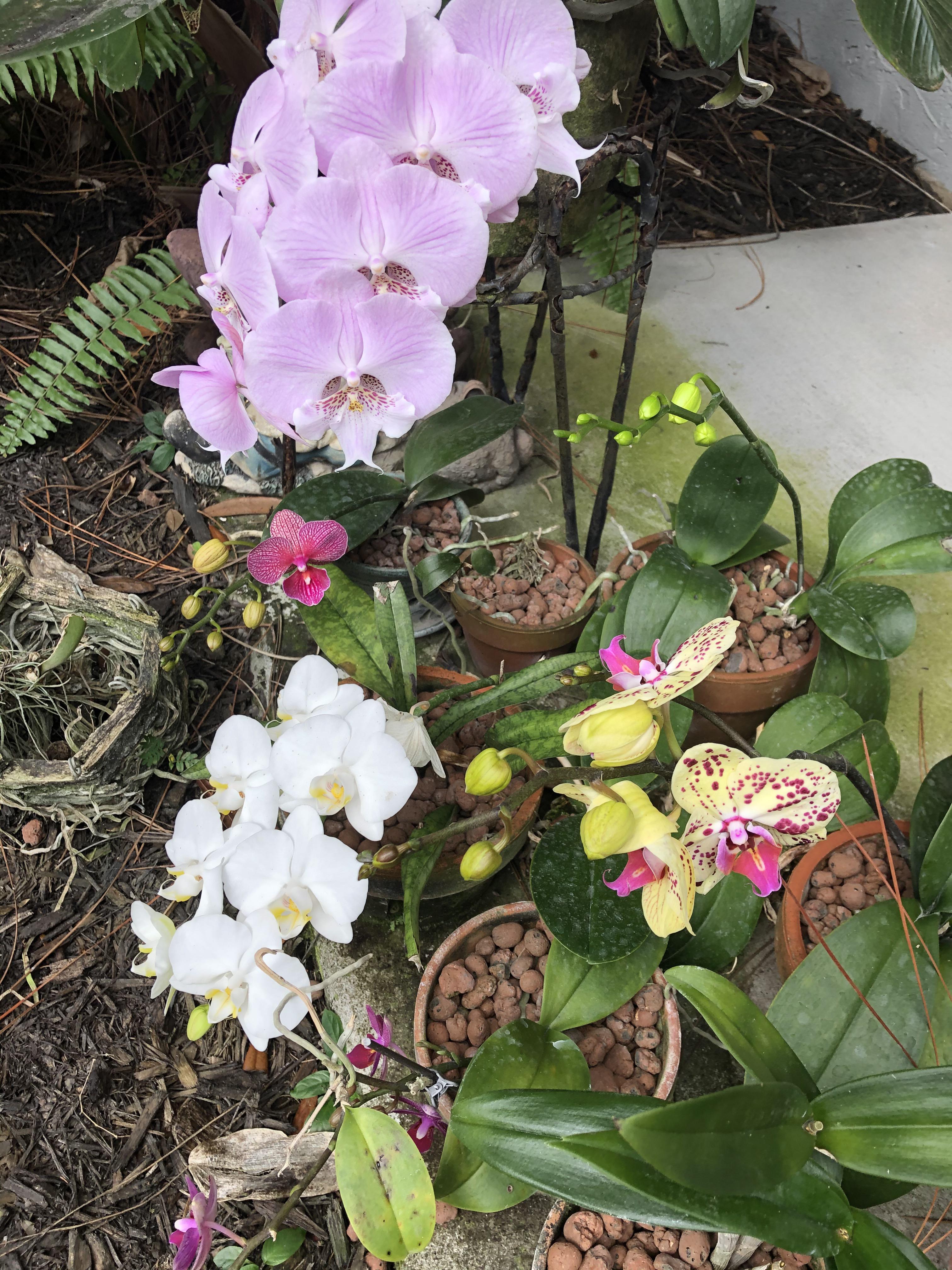 Five buck club. Bloom bloom bloom. orchids