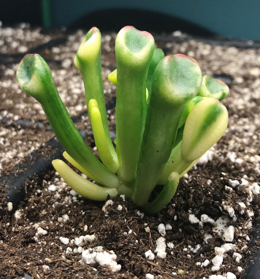 My New Pride and Joy r/succulents