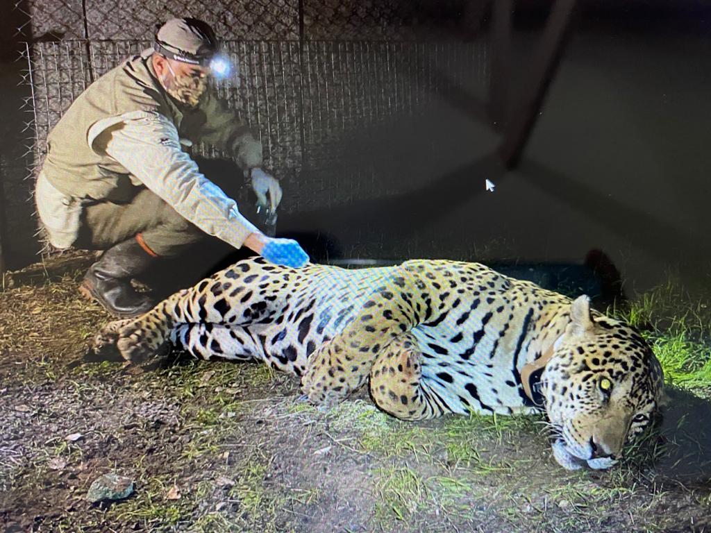 Joker, one of the largest jaguars captured (over 140 kg in weight