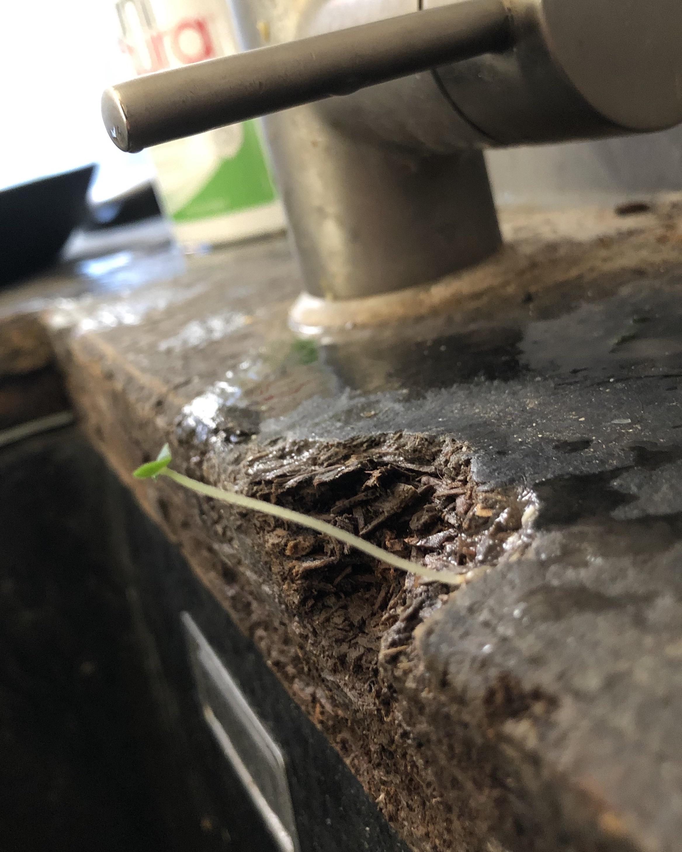 There is a plant growing out of my sink r/mildlyinteresting